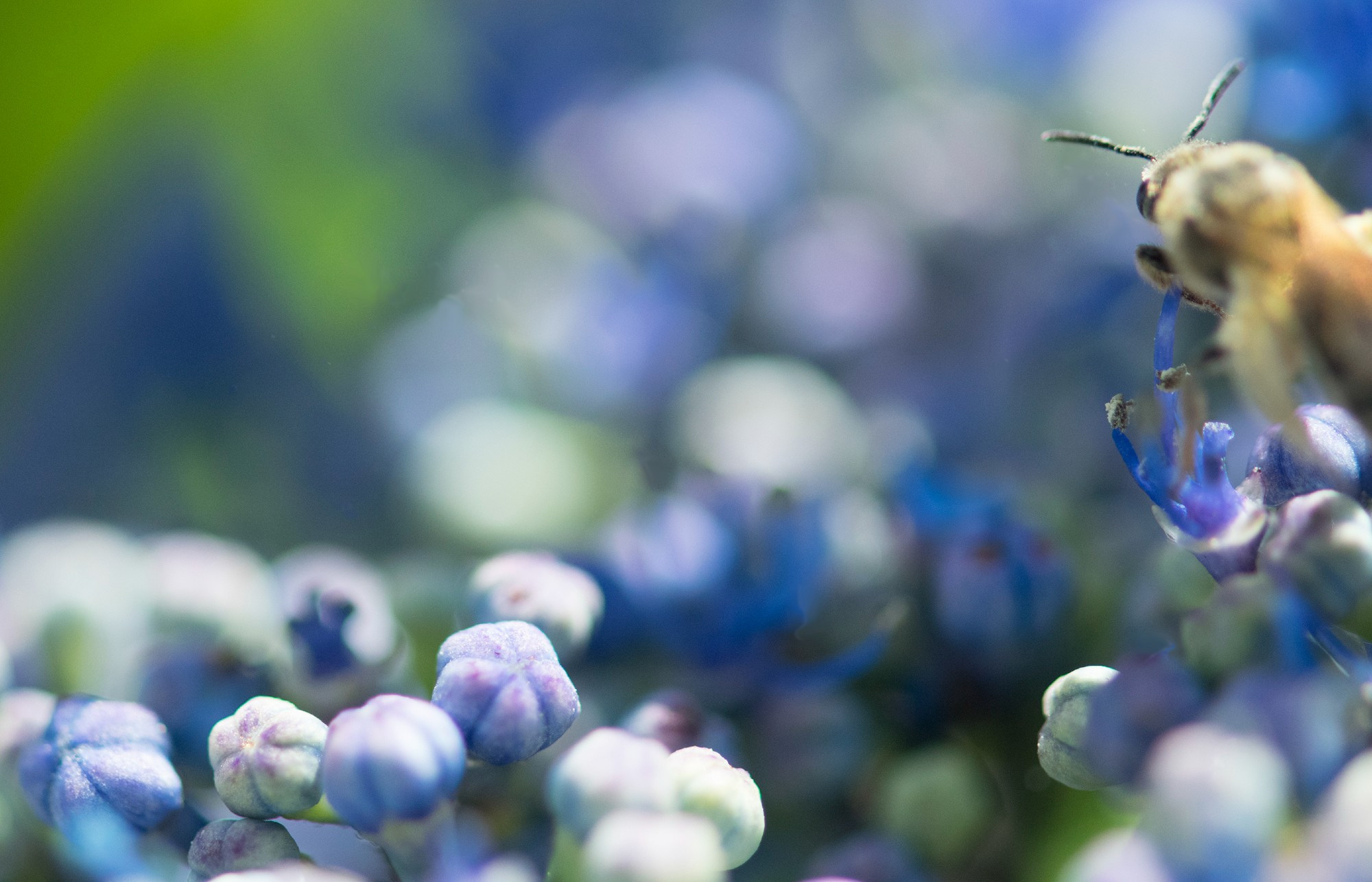 macro of a bee on columbine.