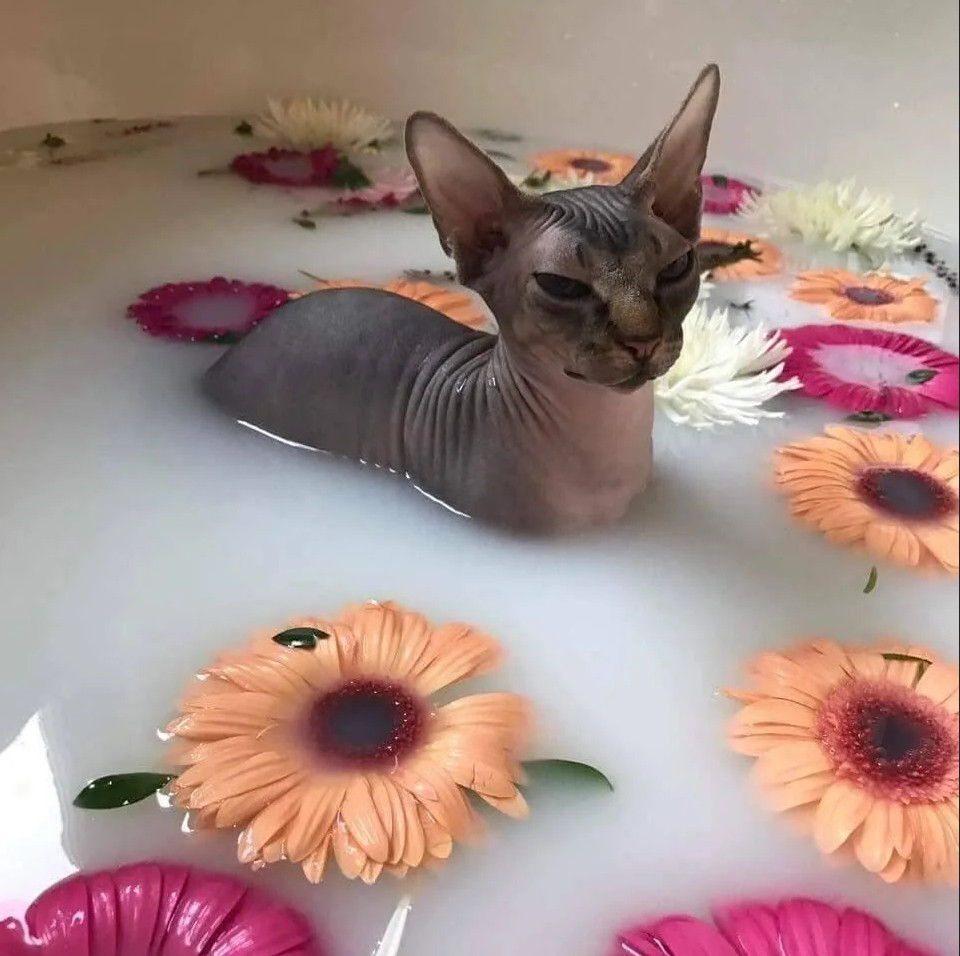 sphynx cat taking a milk bath