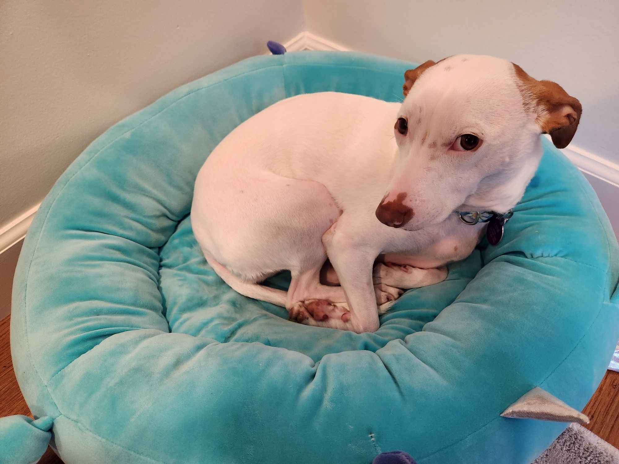 A small white dog with brown ears curled up on a blue squishmallow bed.