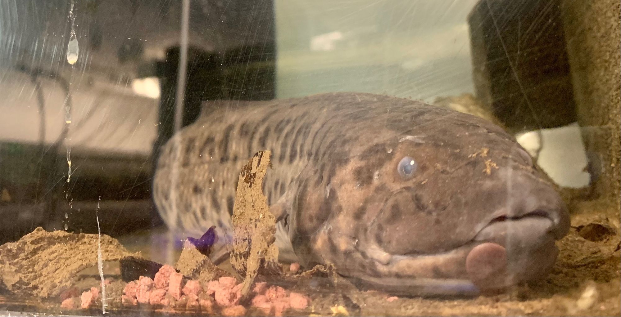 Curtis happily underwater again today with a pile of food and peeled off cocoon.