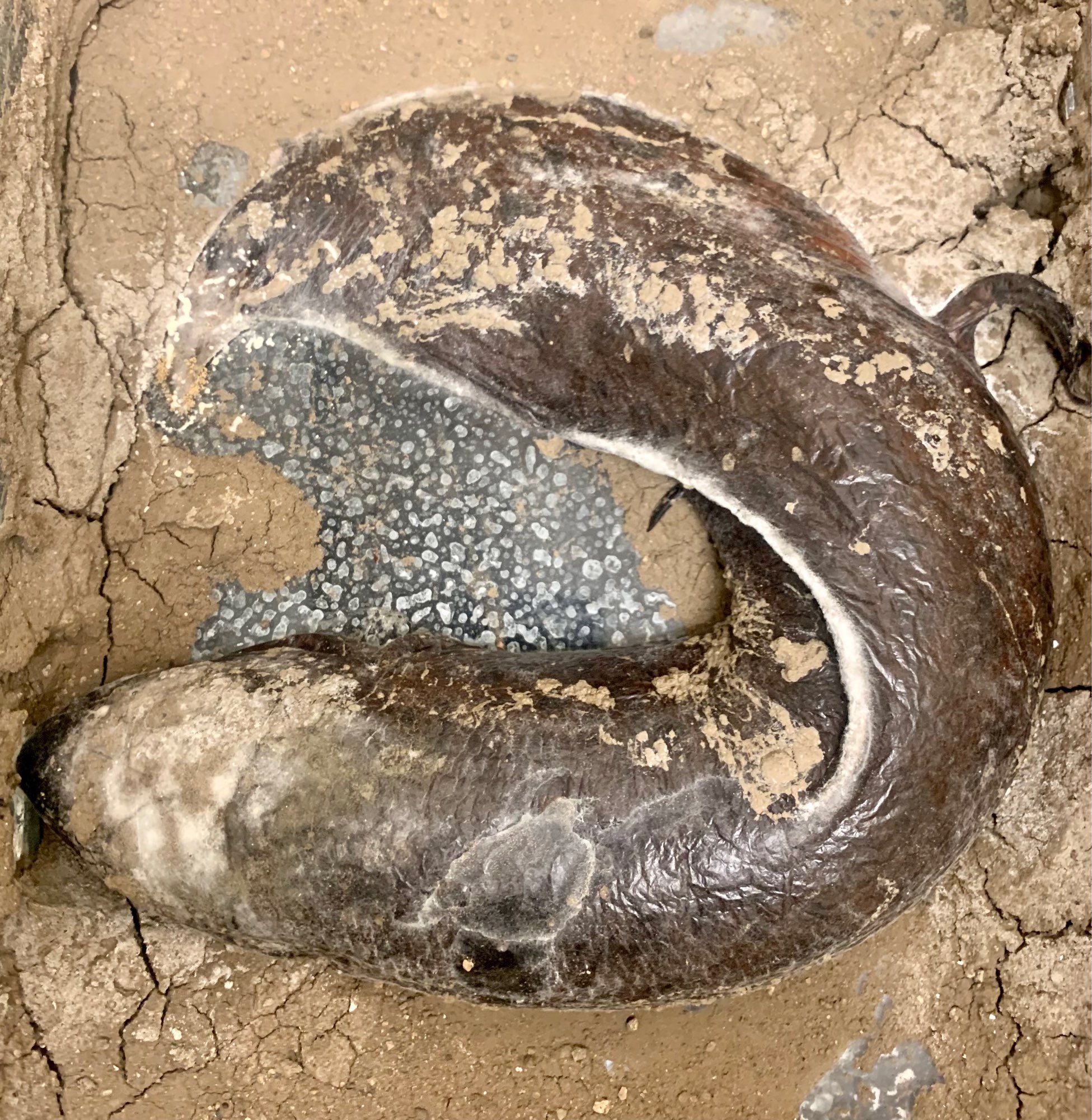 Aestivating lungfish covered in dry cocoon growing mold surrounded by drying mud in a fish tank.