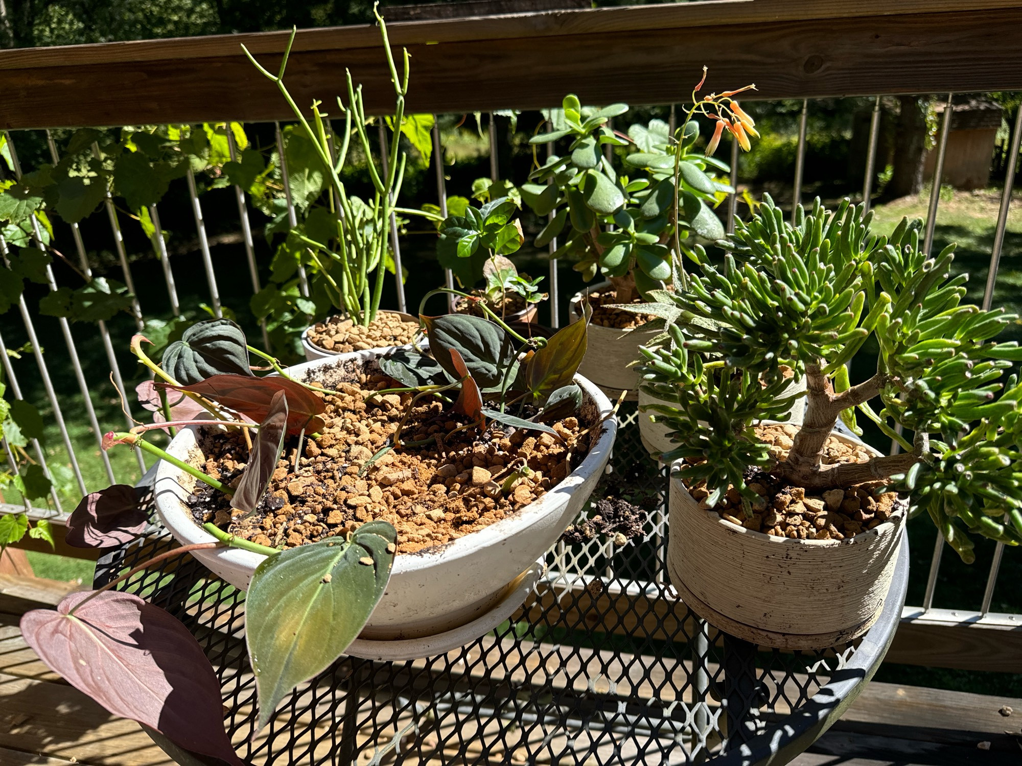 Assortment of succulents and a micans and a coffee plant