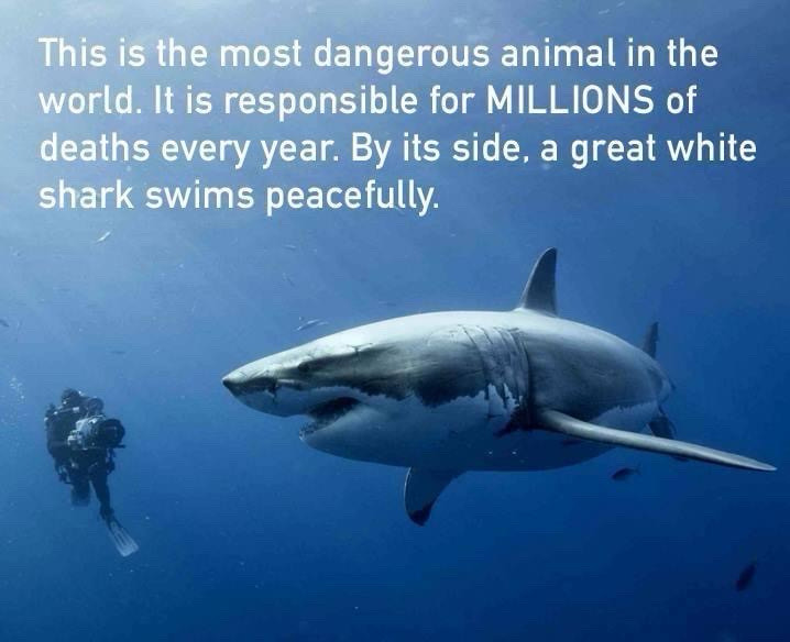 “This is the most dangerous animal in the world. It is responsible for MILLIONS of deaths every year. By its side, a great white shark swims peacefully.”

The photo shows a scuba diver with a camera swimming next to a shark.