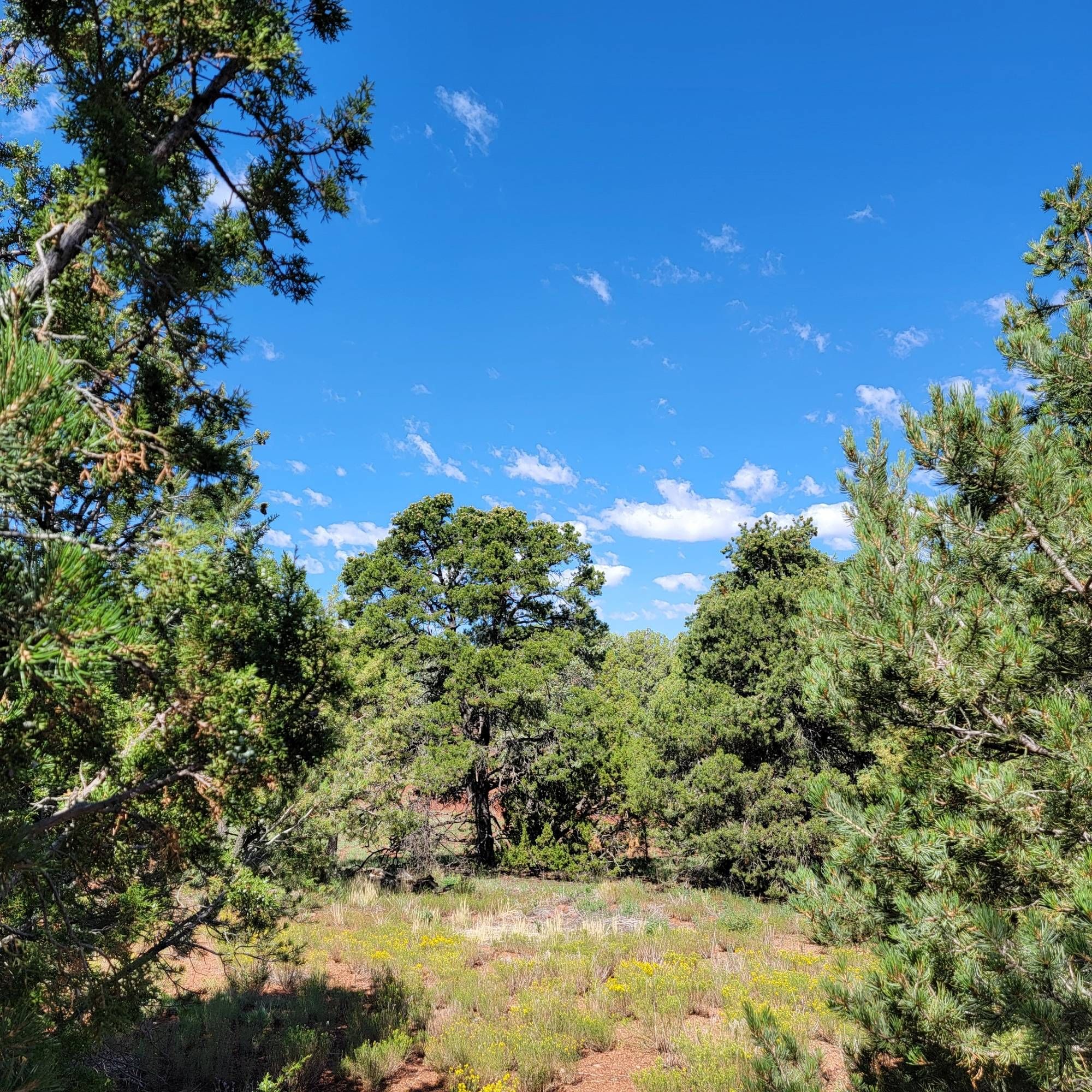 A small clearing in front of a green pine forest against a bright blue sky with a few low fluffy white clouds.