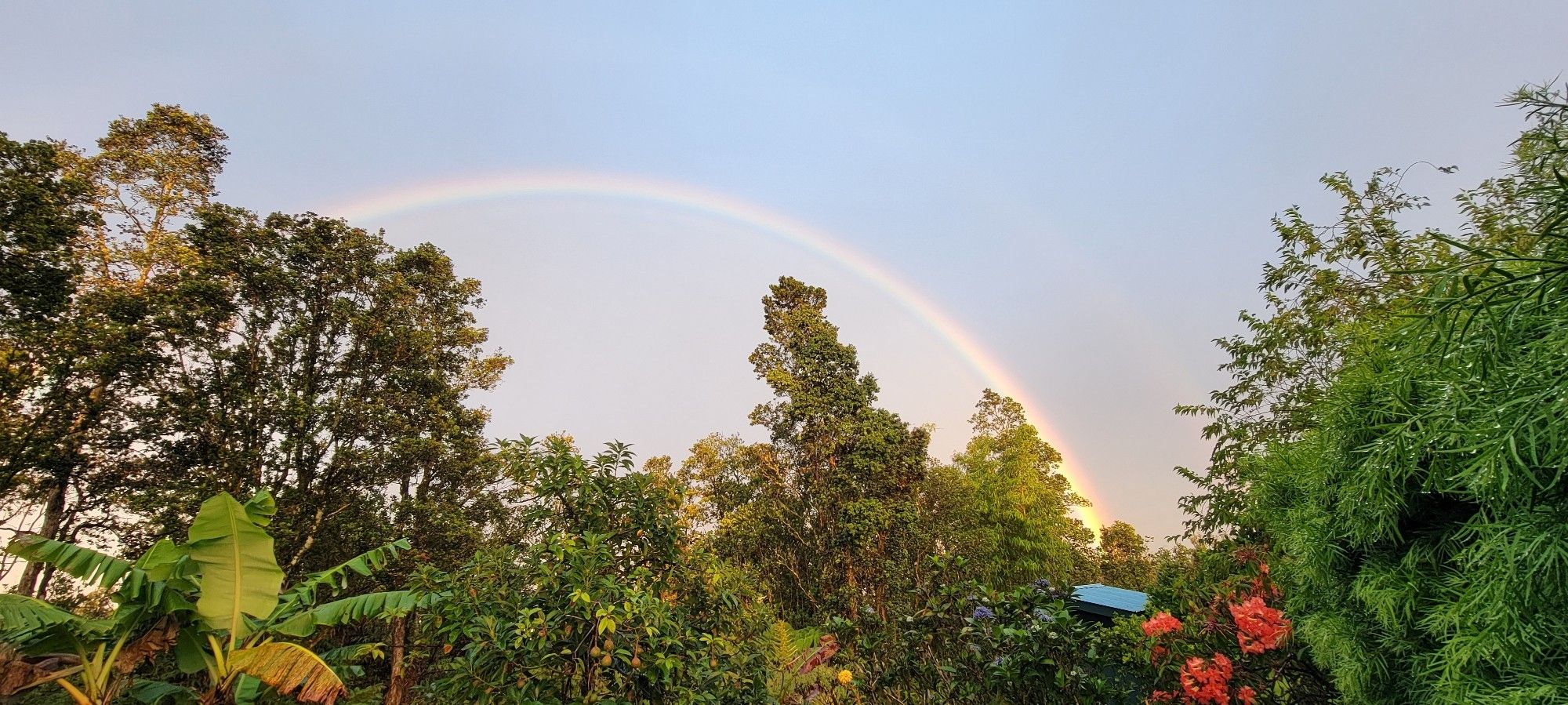 A beautiful bright full rainbow over tropical trees under a light blue cloudless sky.