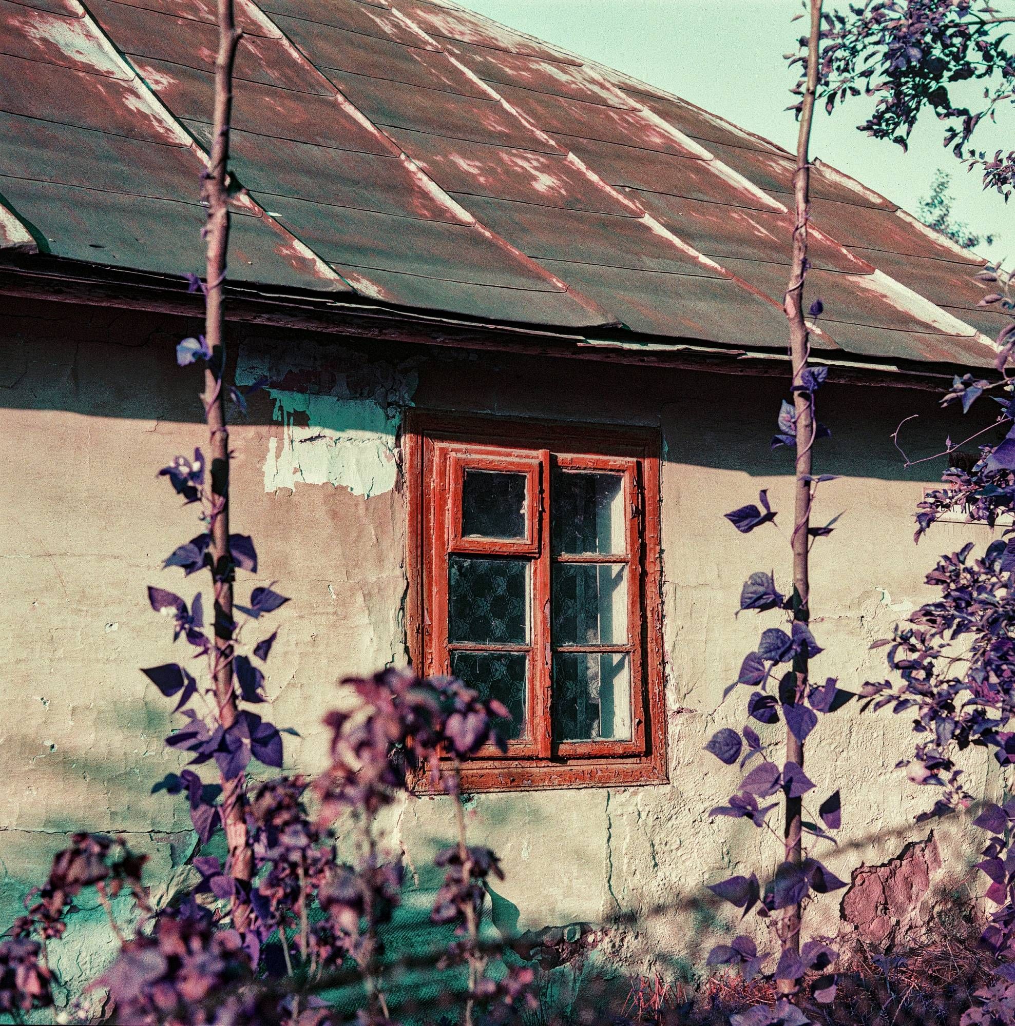 The image shows a rustic, weathered wall of a building with an old, red-framed window. The wall appears to be made of plaster, showing signs of aging and some wear, including cracks and peeling paint. The roof is made of metal sheets that have also weathered over time, with visible rust and discoloration. In the foreground, there are tall plants with purple leaves climbing upward, framing the window. The colors in the image seem slightly altered, giving it a vintage or surreal appearance.