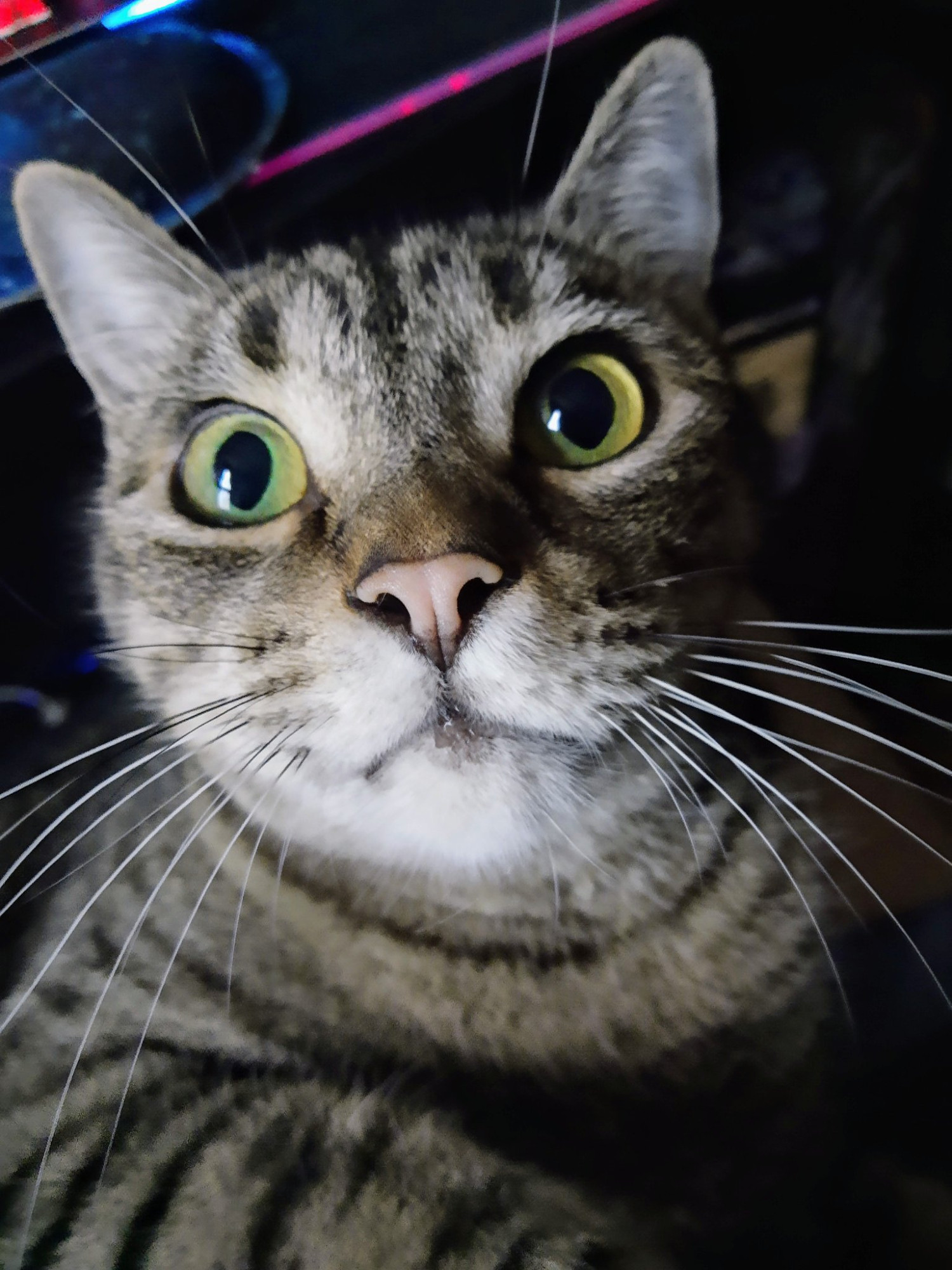 Bastion the light grey tabby looking excitedly at the camera with wide yellow eyes and a soft pink nose. He is laying on my lap in the office