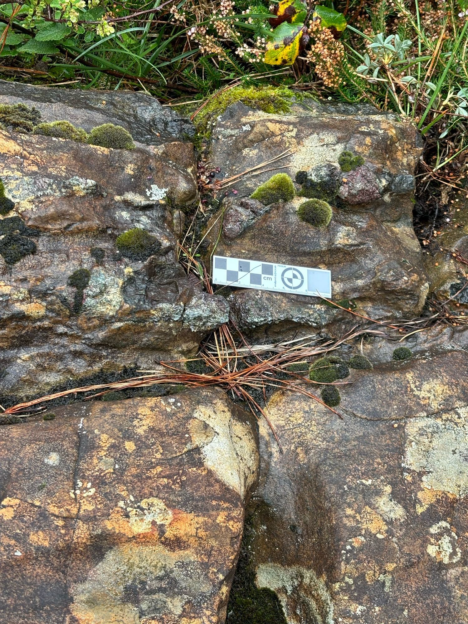 Picture of a rock (a peridotite with pyroxenite vein!) and a scalebar