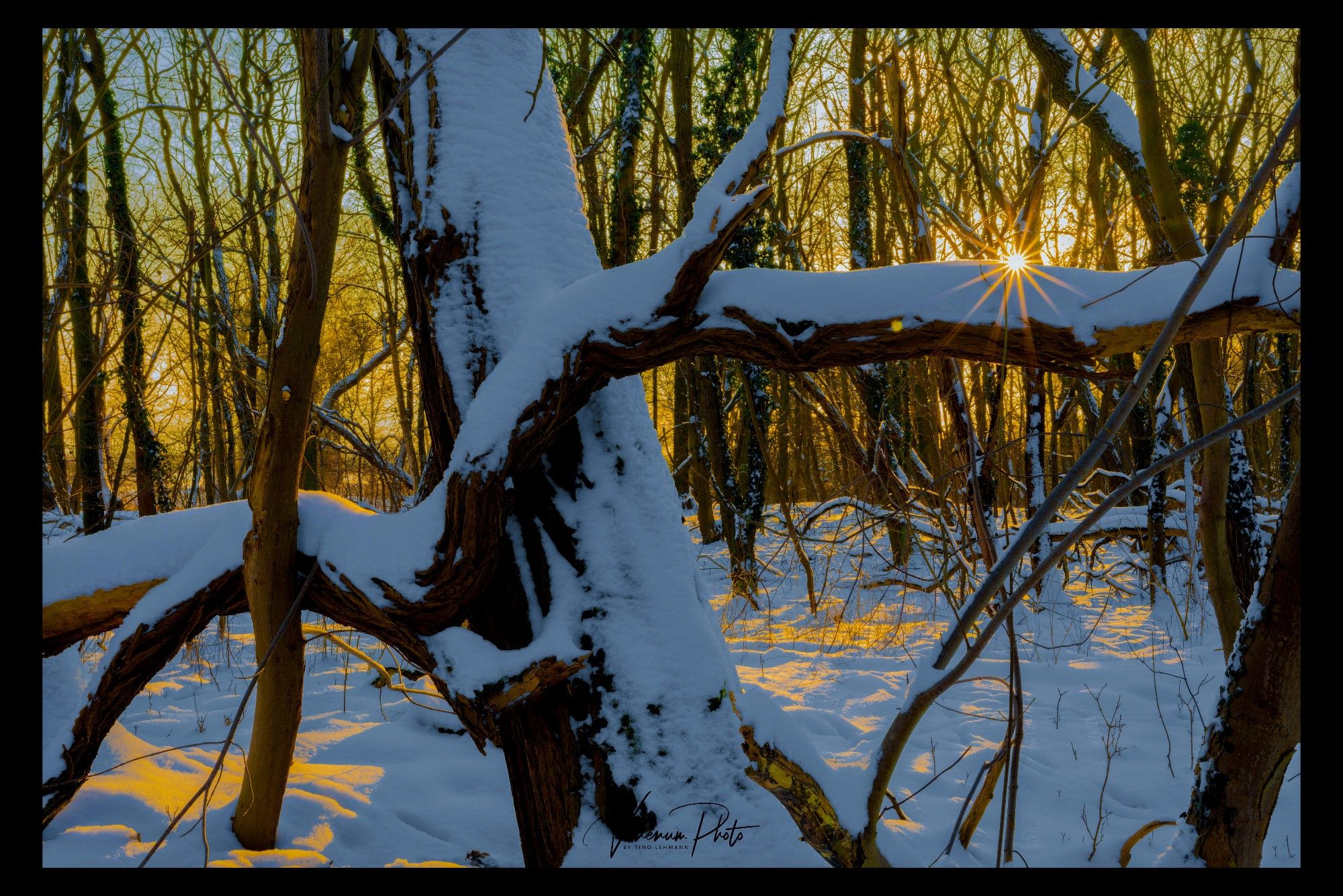 Verschneiter Wald im Winter kurz vor Sonnenuntergang, über einem stark verschneiten Ast einer Robinie ist ein Sonnenstern zu sehen, Bäume werfen Schatten auf den Schnee, dazwischen schimmert der Schnee gelb vom Sonnenlicht.