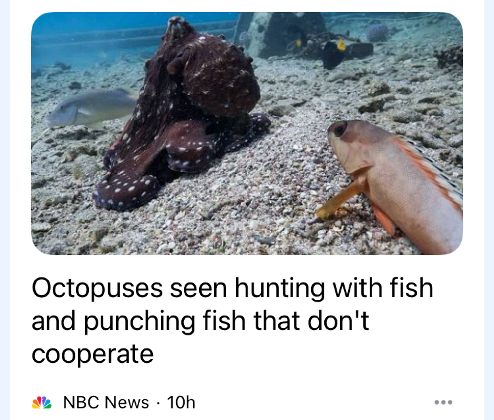 NBC News story with a picture of an octopus and a couple of fish and the headline: Octopuses seen hunting with fish and punching fish that don't cooperate