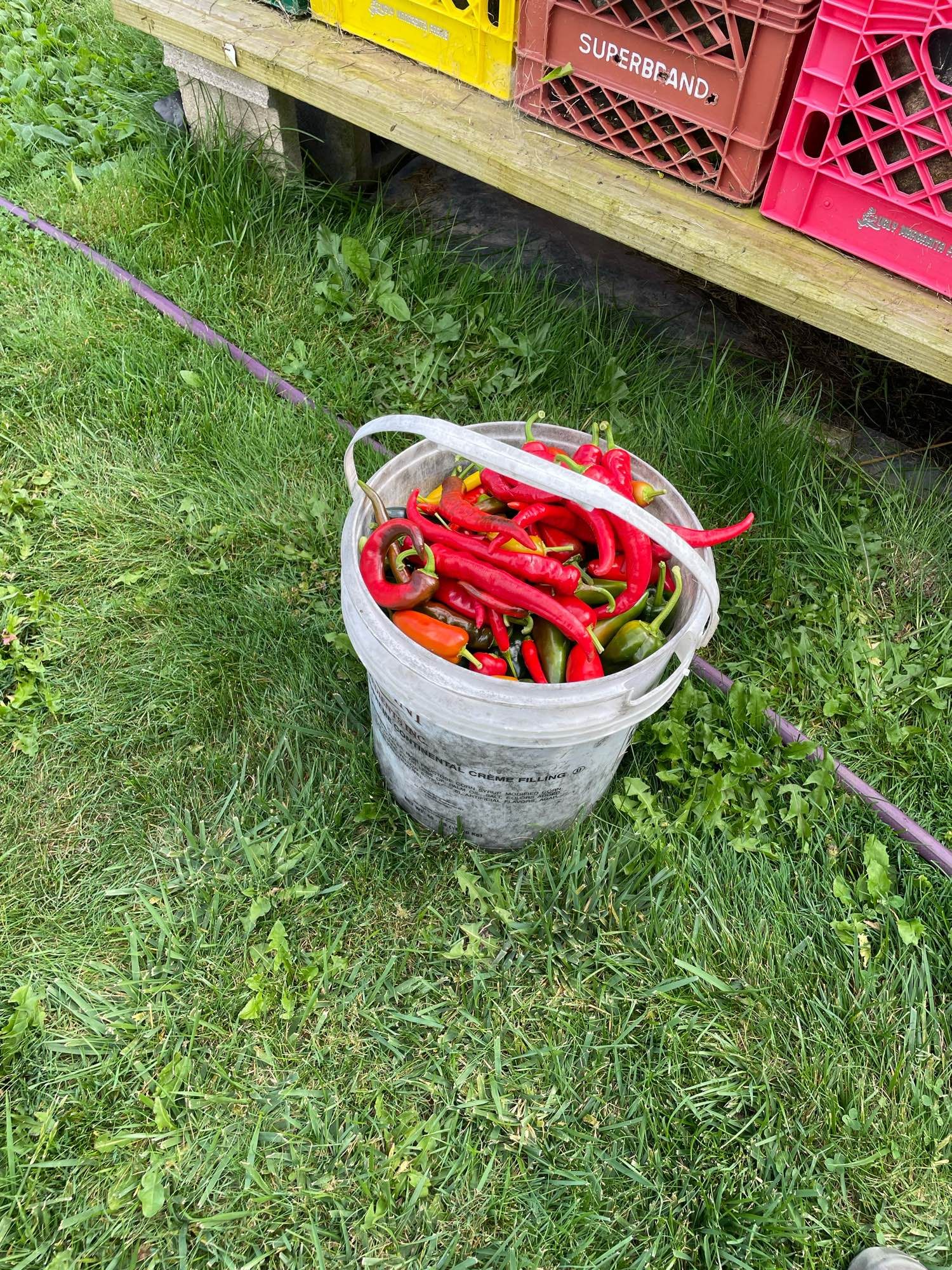 5 gallon bucket filled with jalapeno, poblano, thai and portugal peppers