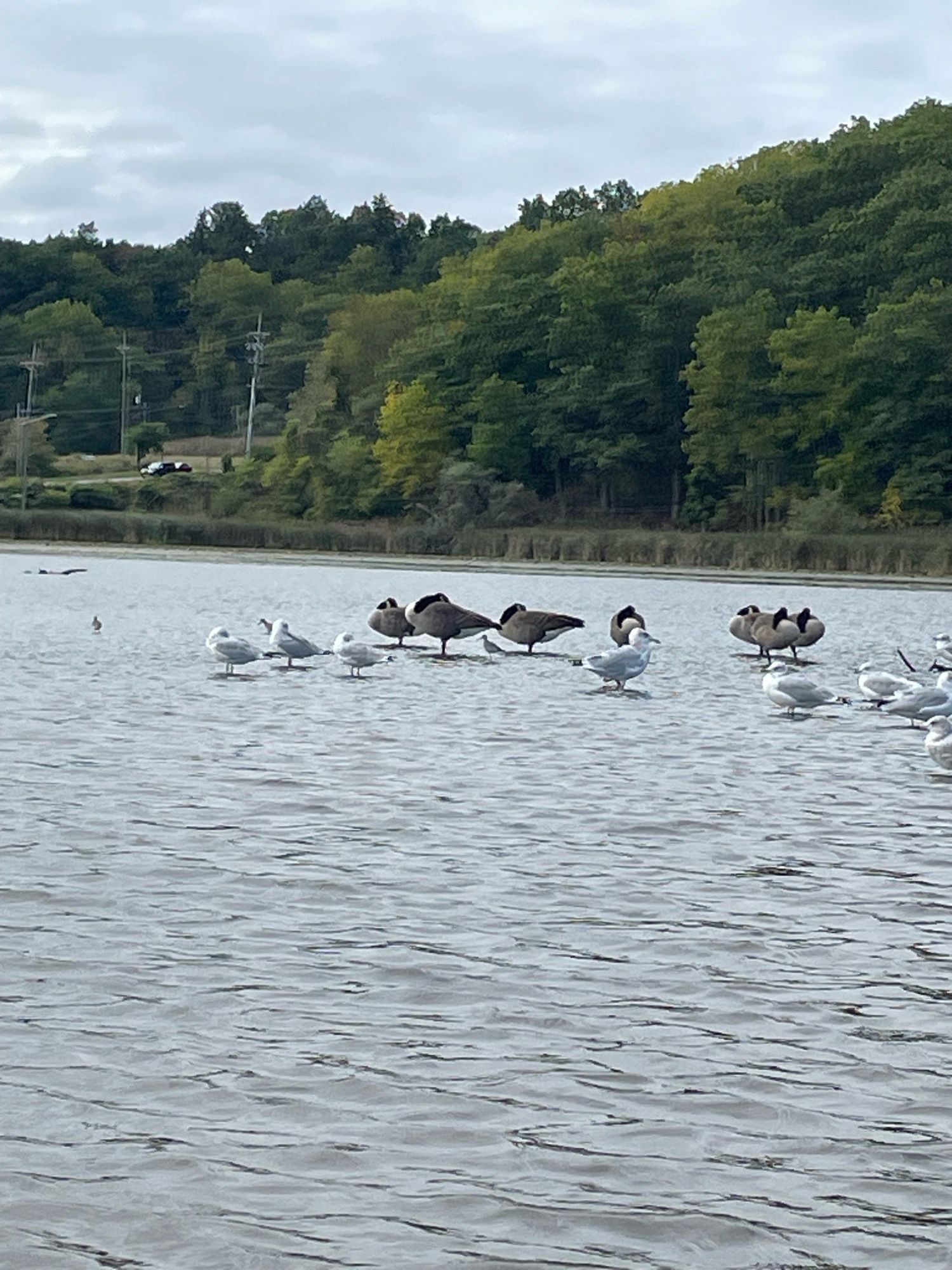 Seagulls and Canadian geese hanging out in the water