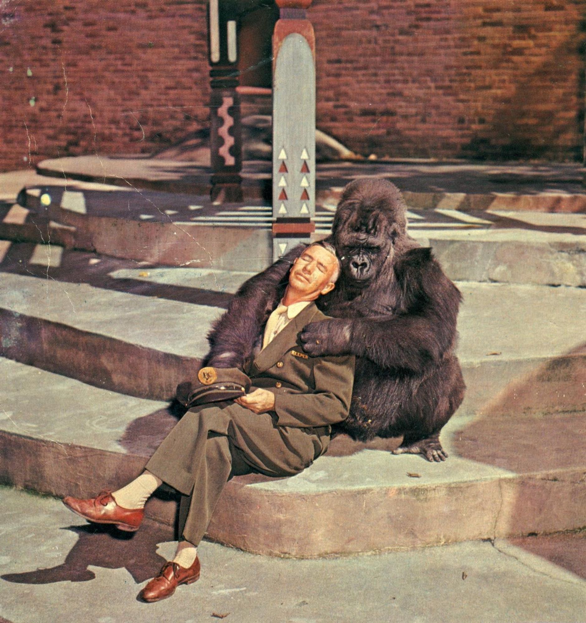 Zookeeper at Bronx Zoo resting with gorilla, 1968