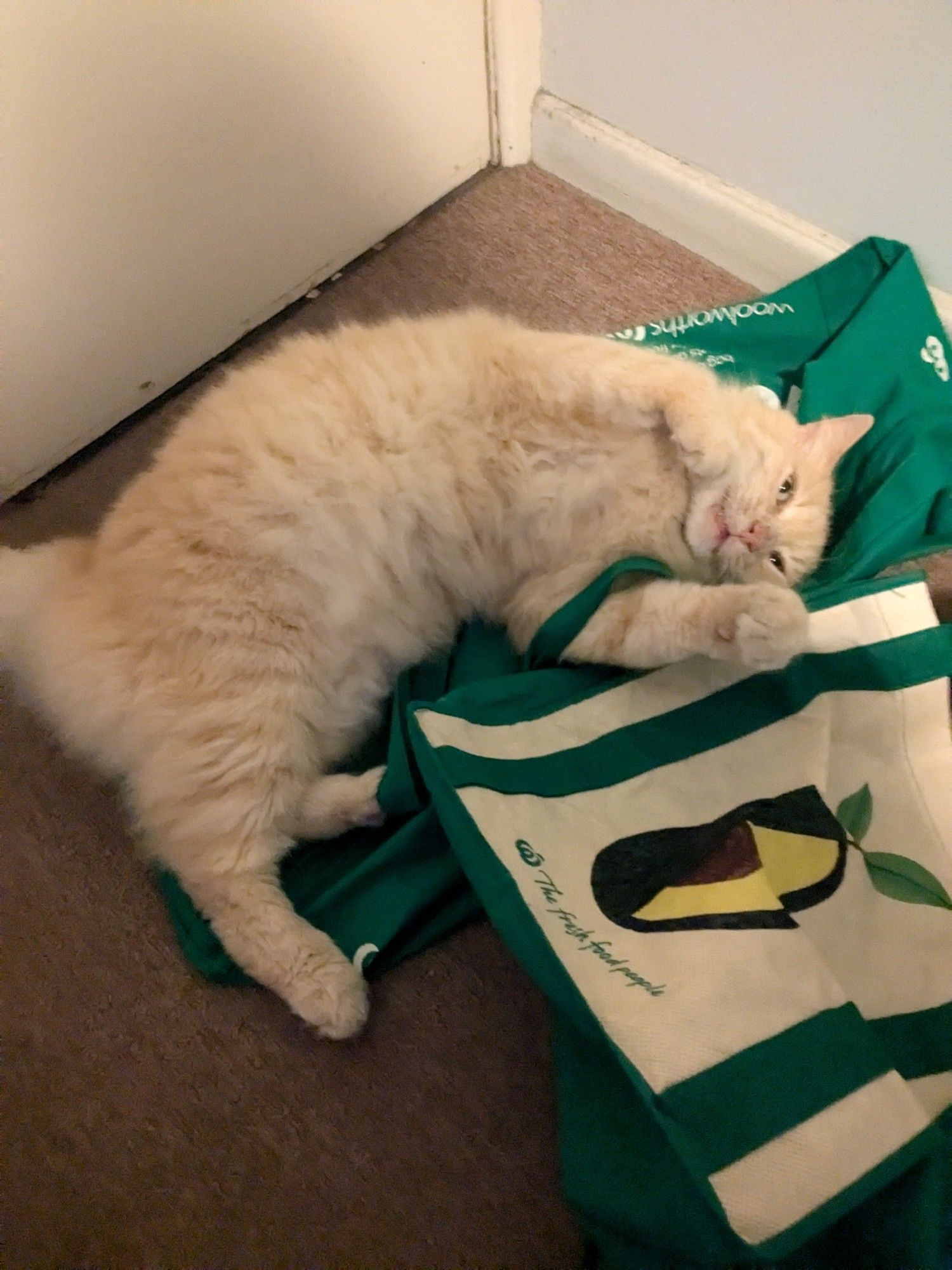 Fluffy ginger cat showing off his fluffy belly while laying on green and white shopping bags.