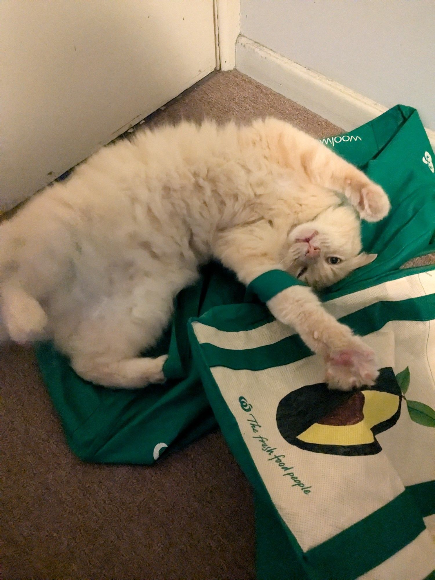 Fluffy ginger cat showing off his fluffy belly while laying on green and white shopping bags.