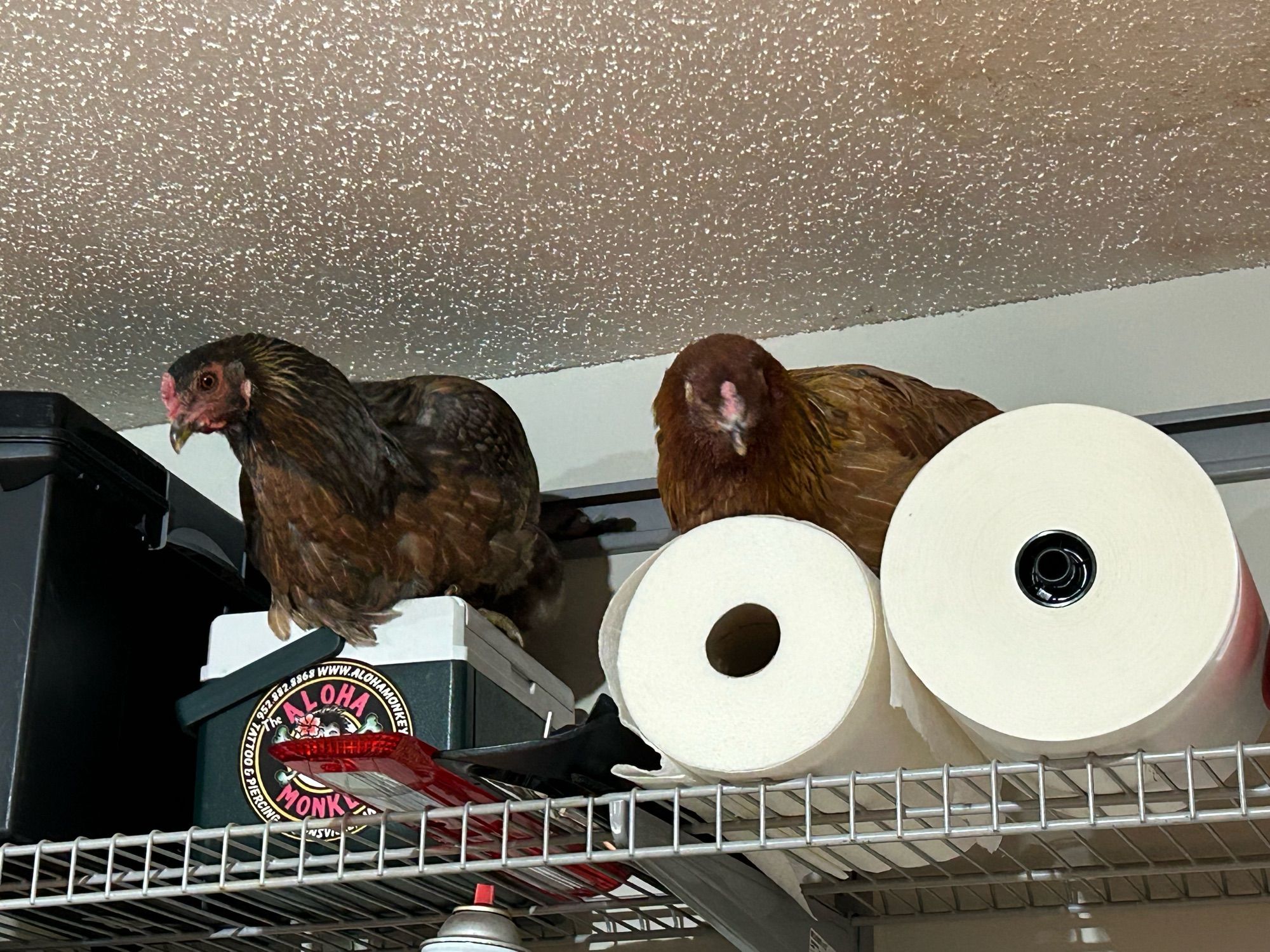 Two chickens, one dark gray and another reddish-brown, perched on a utility shelf in a garage. The gray one sits on a small plastic lunchbox and the reddish one sits on rolls of paper towels. Yes, they popped on everything.