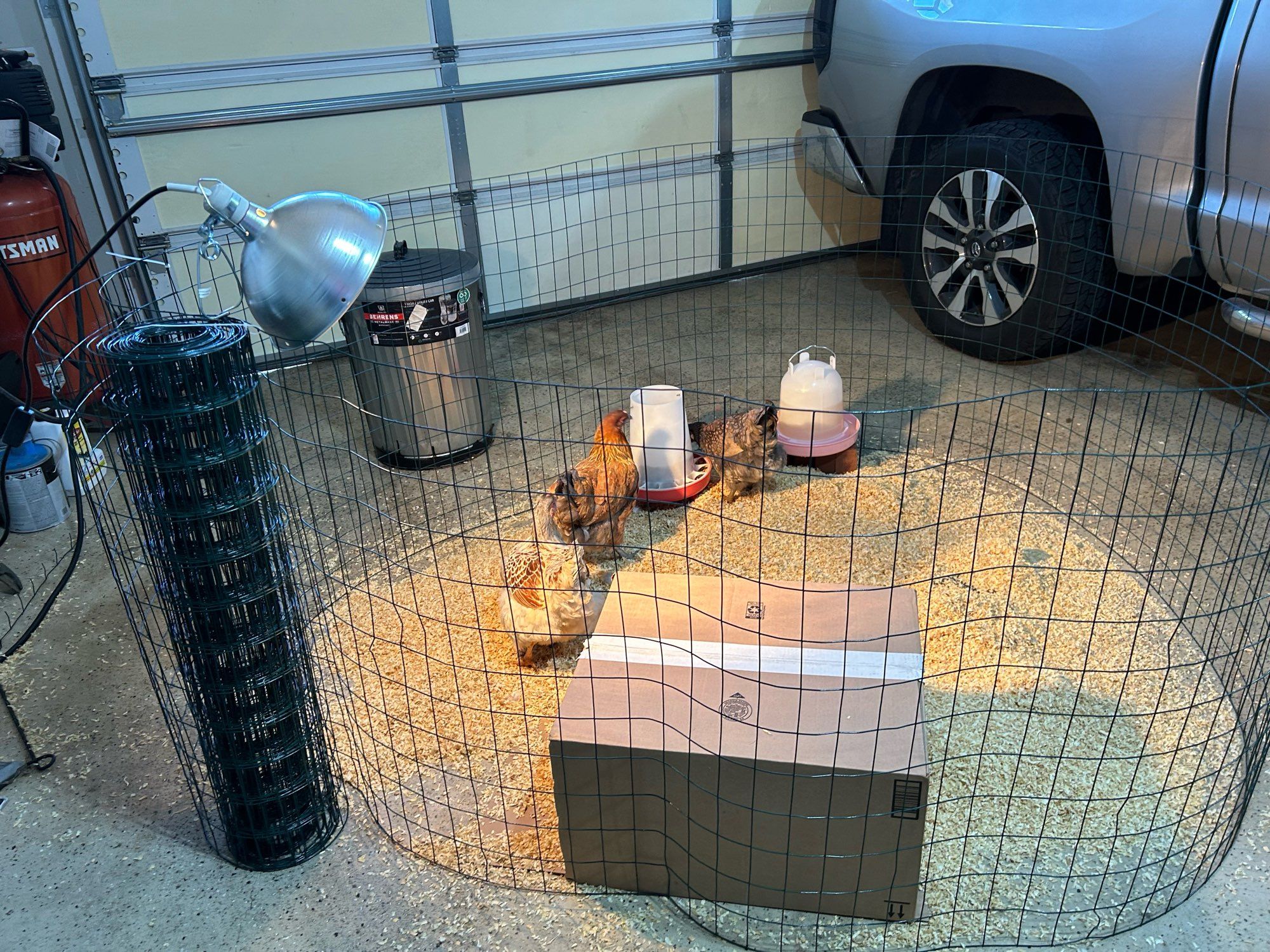 3 chickens in a makeshift wire mesh enclosure in a garage, with a heat lamp and nesting box