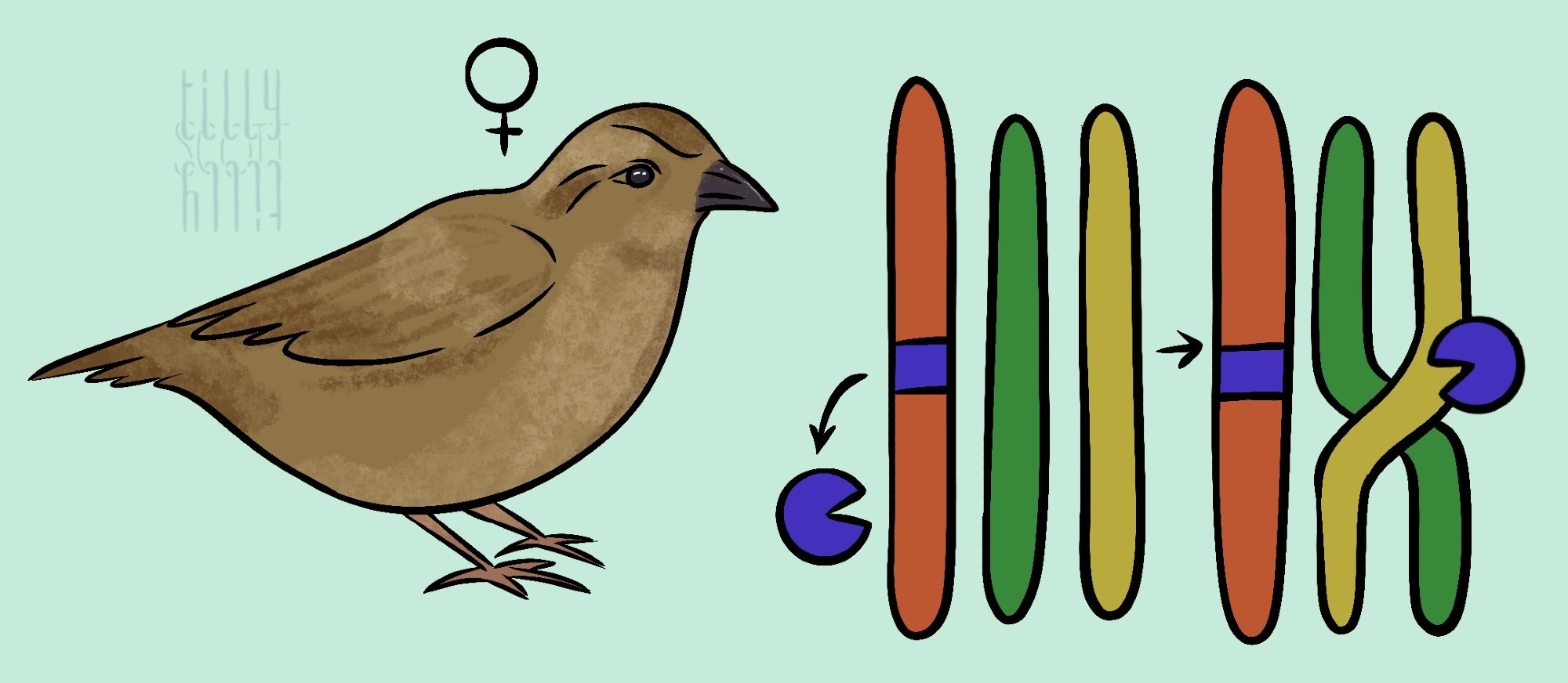 A cartoon female sparrow watching a chromosomal crossover.