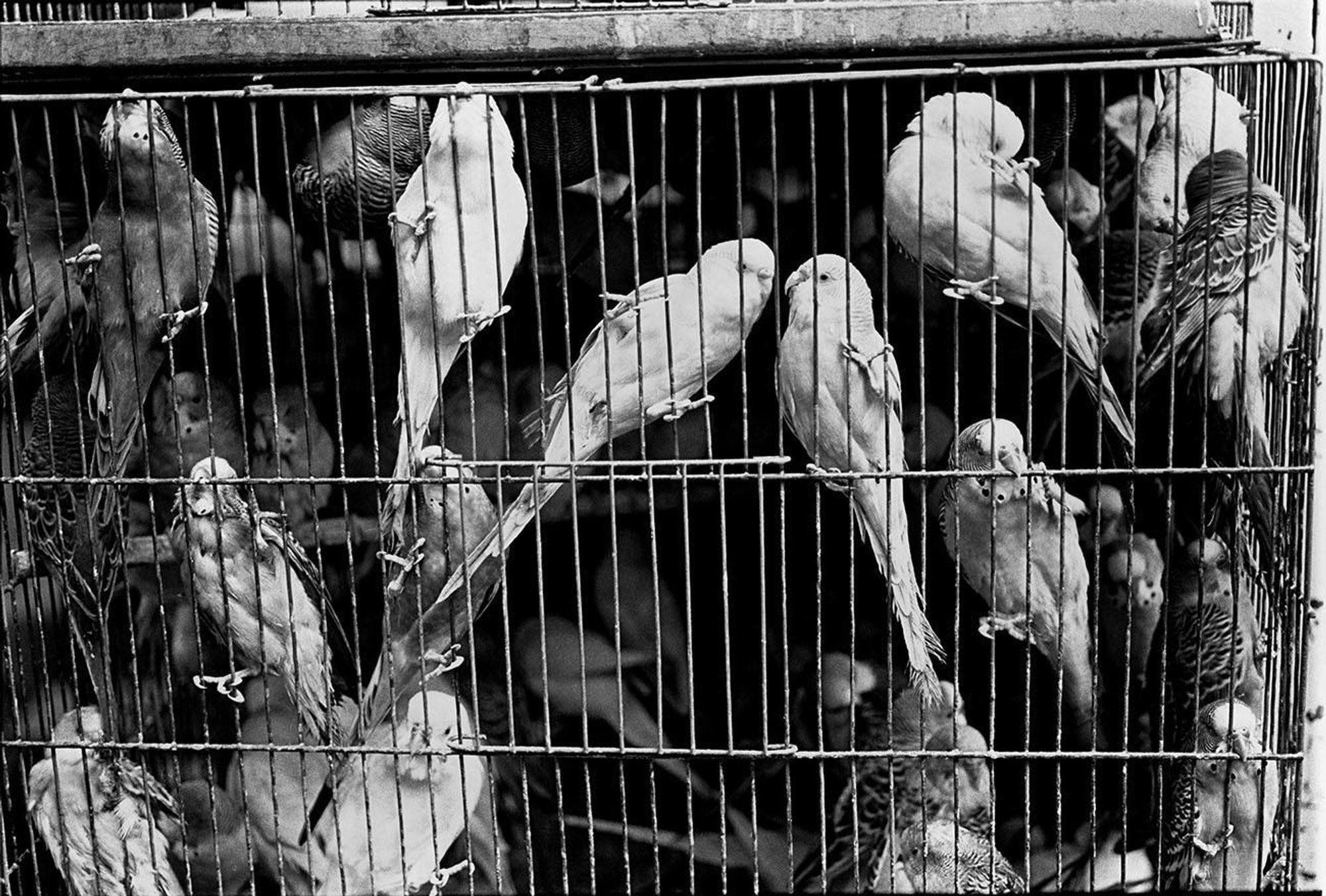 A black-and-white photo of a cage full of parakeets/budgerigars. Some of the birds can be seen hanging onto the side of the cage, while more can be seen resting on various perches within.