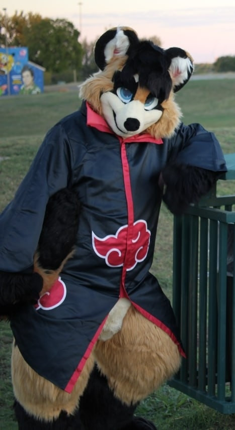 Raccoon / Tanuki (Nodnarb Korinzu) posing with a trashcan in the Halloween Akatsuki robe.