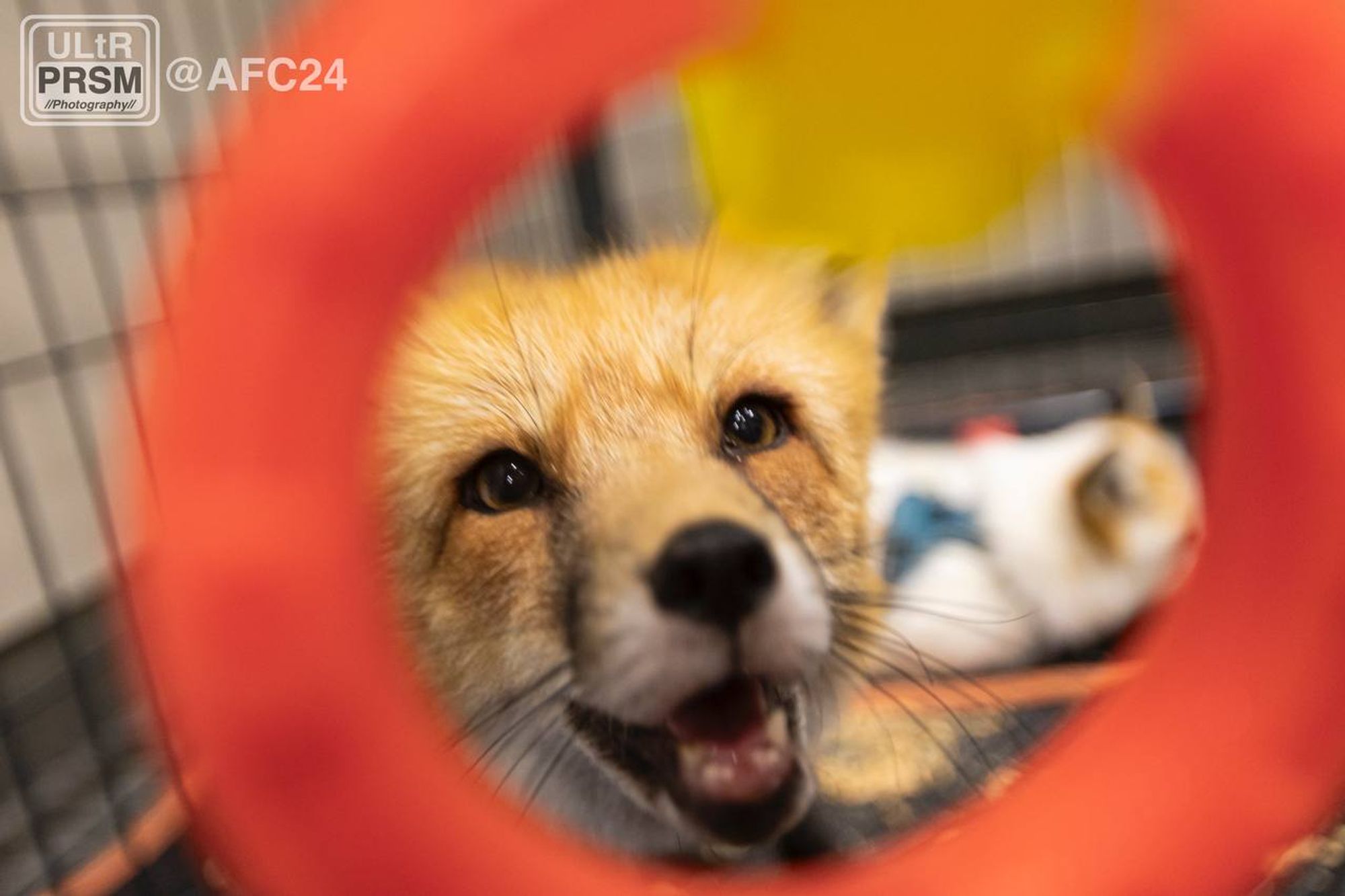 A fox looking happily through a ring.