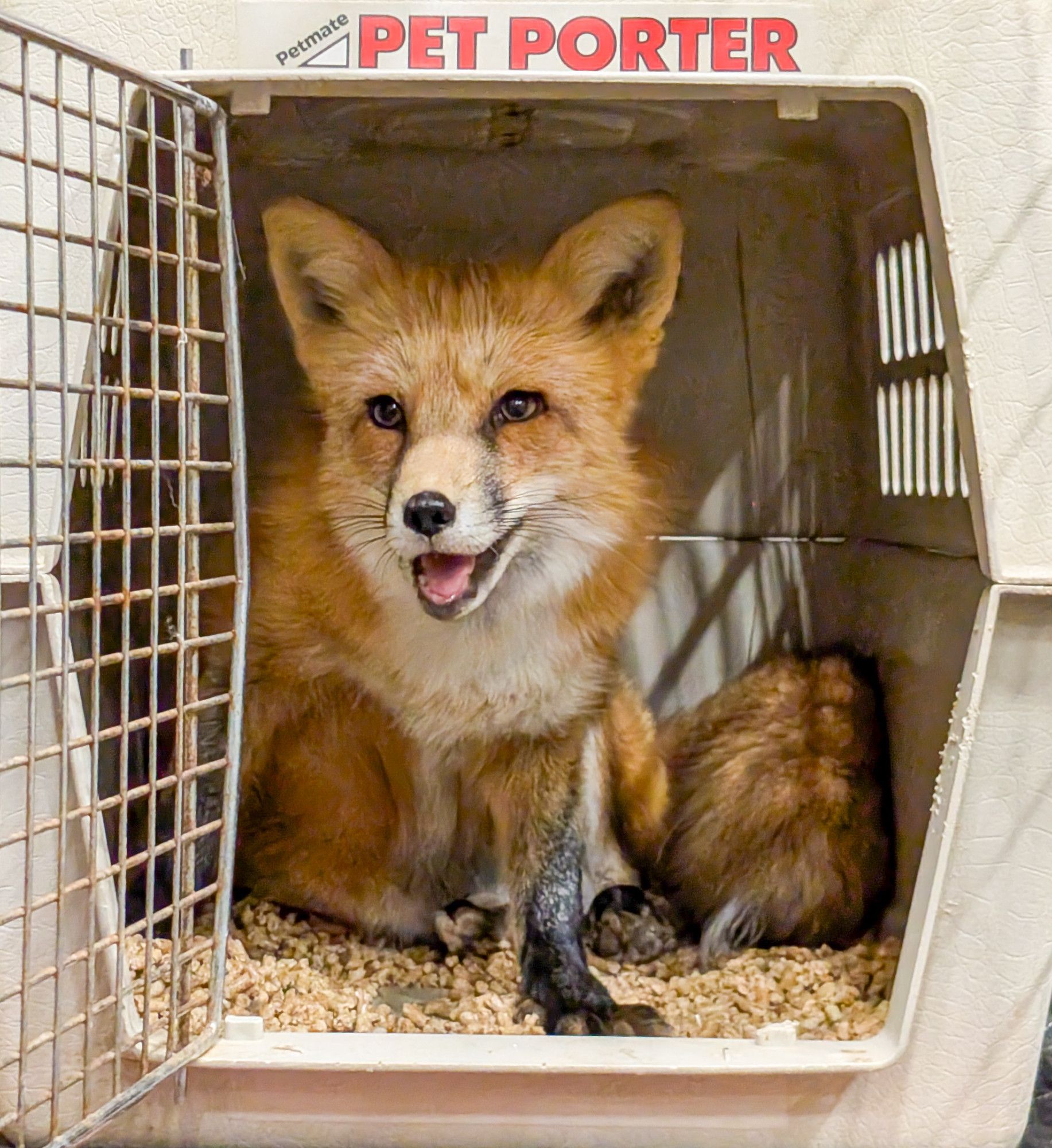 A fox ready to leave their cage.