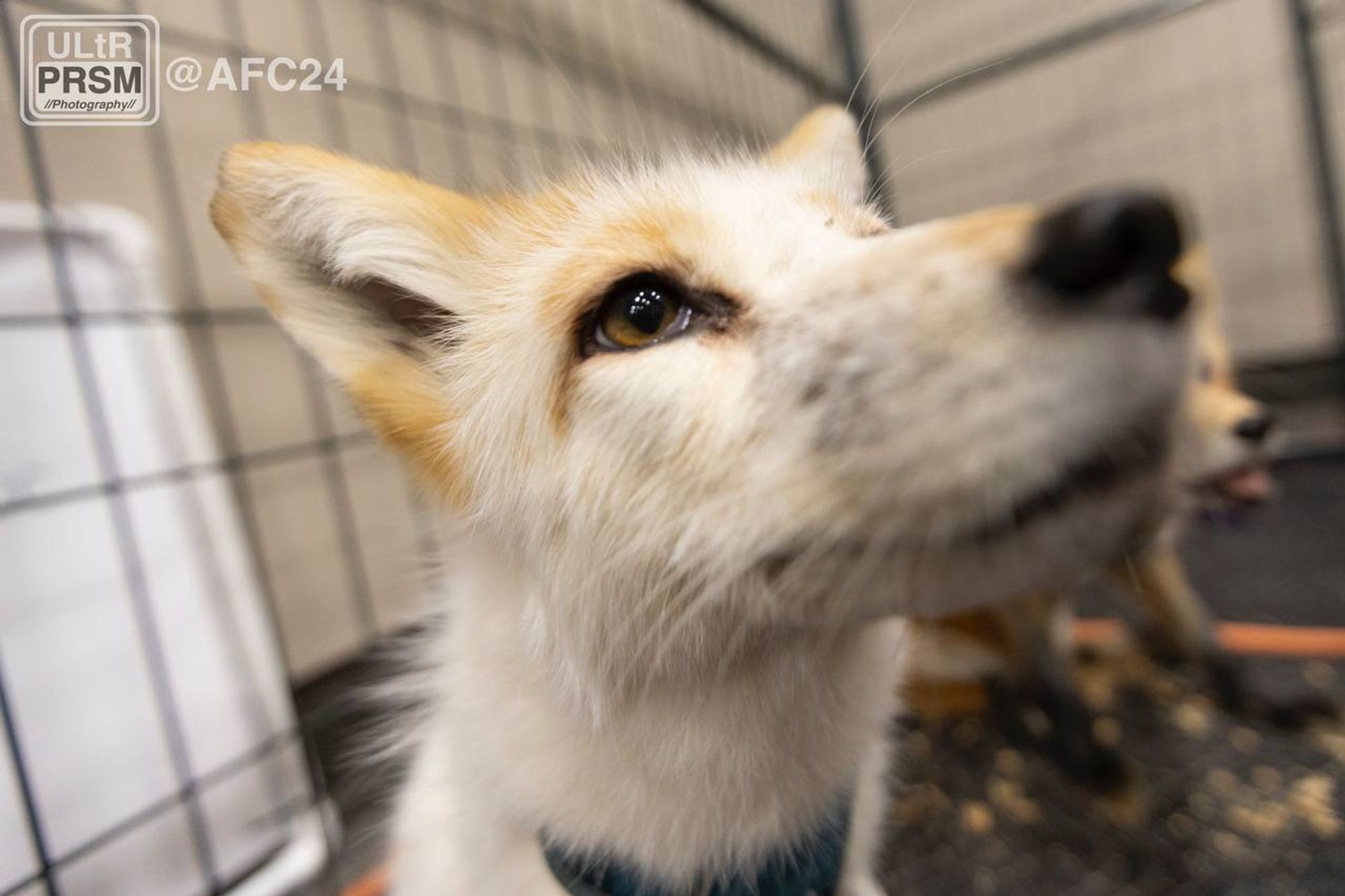 A closeup of a fox.