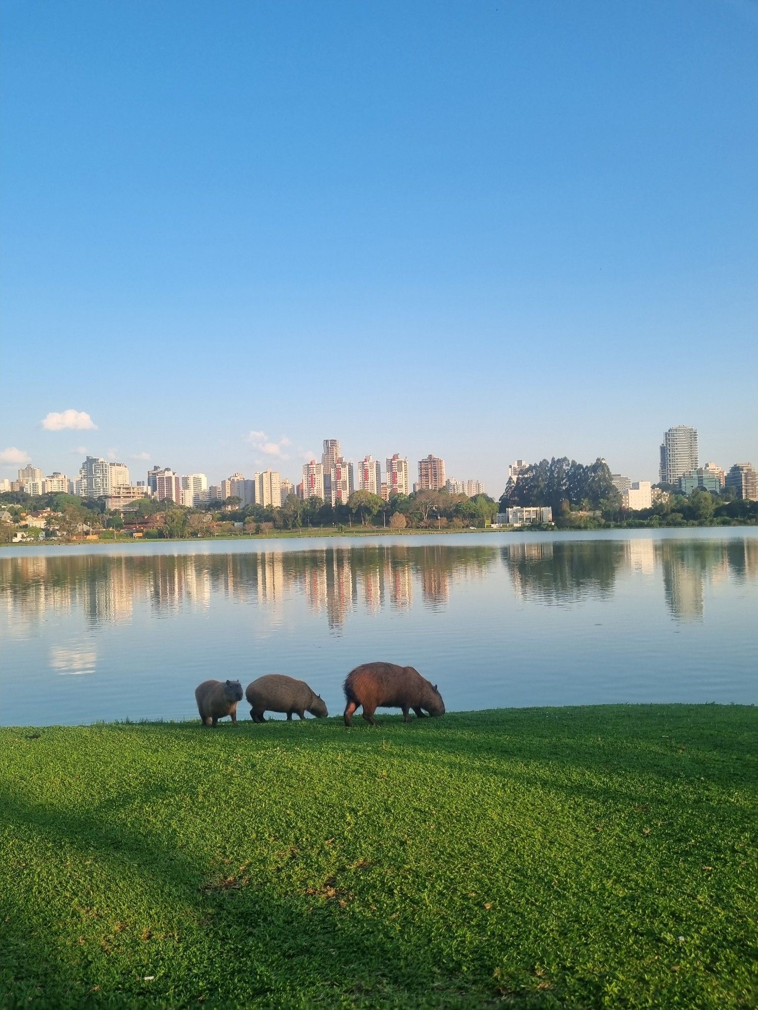 Three capybaras graze on grass in a city park.