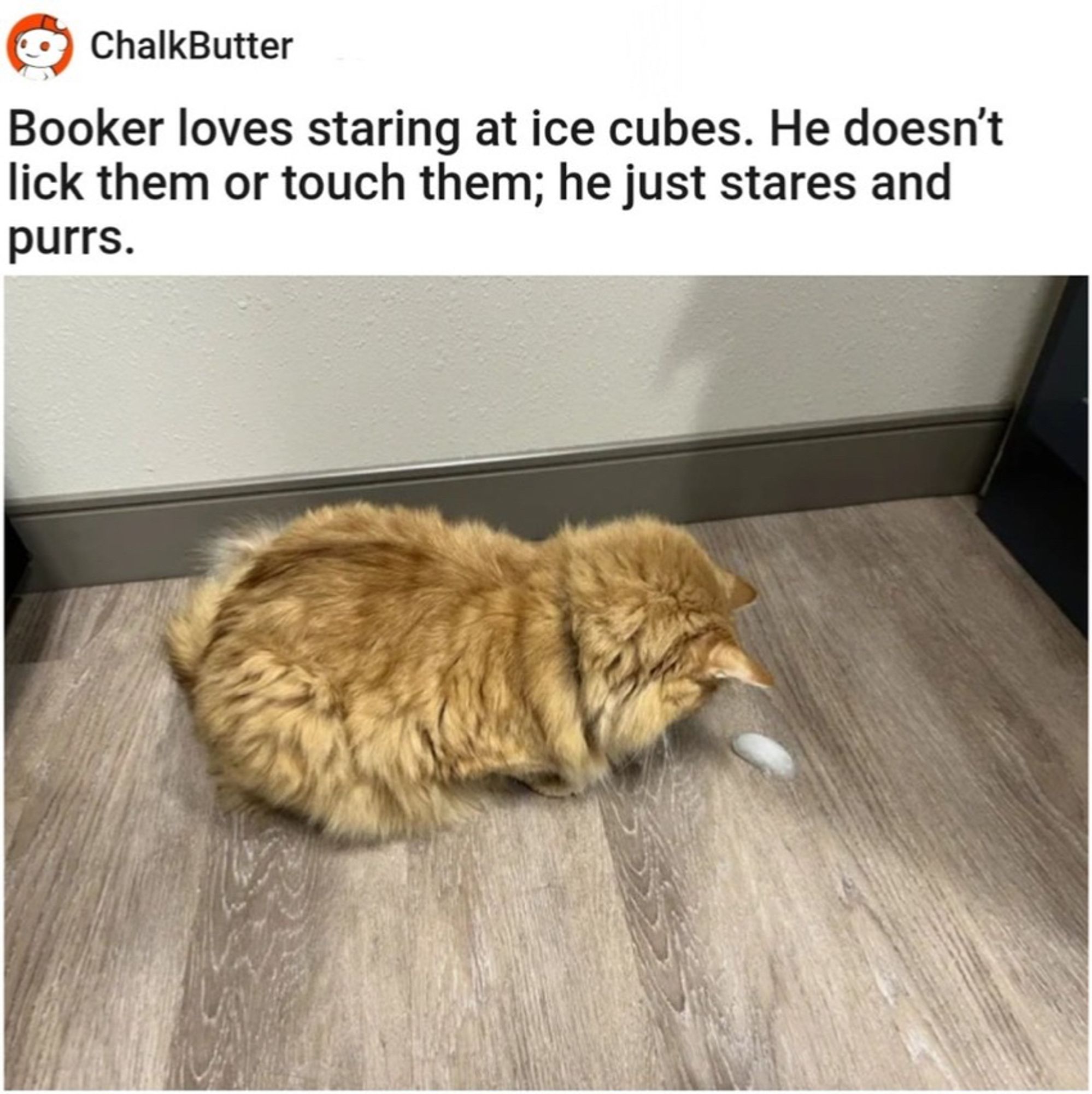 Booker the cat, an orange fluffy guy who loves staring at ice cubes