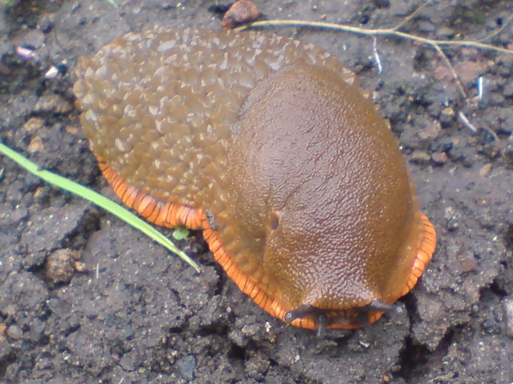 Incredibly thick slug