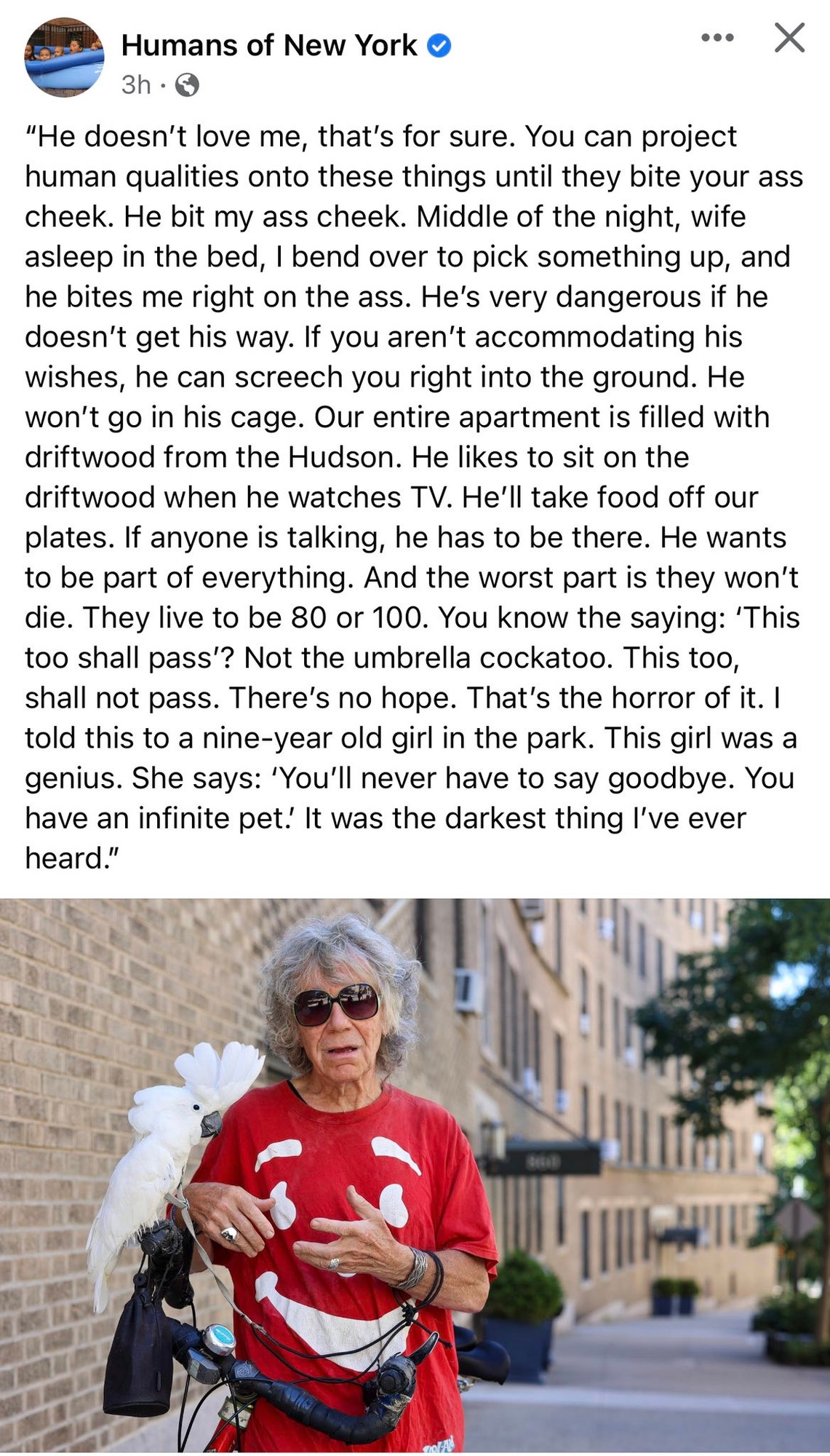 Humans of New York ©
•. •
X
3h. ©
"He doesn't love me, that's for sure. You can project human qualities onto these things until they bite your ass cheek. He bit my ass cheek. Middle of the night, wife asleep in the bed, I bend over to pick something up, and he bites me right on the ass. He's very dangerous if he doesn't get his way. If you aren't accommodating his wishes, he can screech you right into the ground. He won't go in his cage. Our entire apartment is filled with driftwood from the Hudson. He likes to sit on the driftwood when he watches TV. He'll take food off our plates. If anyone is talking, he has to be there. He wants to be part of everything. And the worst part is they won't die. They live to be 80 or 100. You know the saying: 'This too shall pass'? Not the umbrella cockatoo. This too, shall not pass. There's no hope. That's the horror of it. I told this to a nine-year old girl in the park. This girl was a genius. She says: 'You'll never have to say goodbye. You have an infinite pet.' It was the darkest thing l've ever heard."