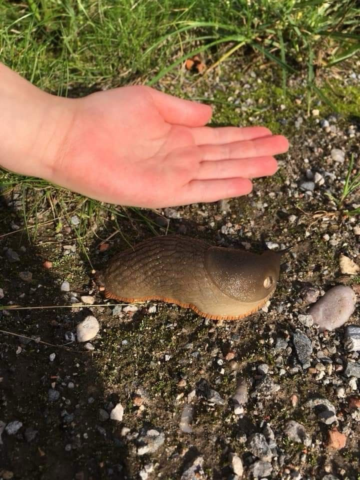 Really thick slug 