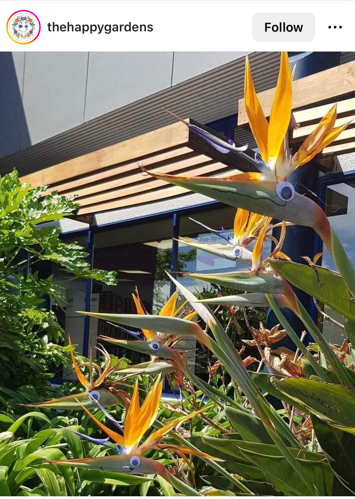 Googly eyes on bird of paradise