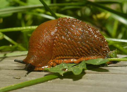 Incredibly thick slug