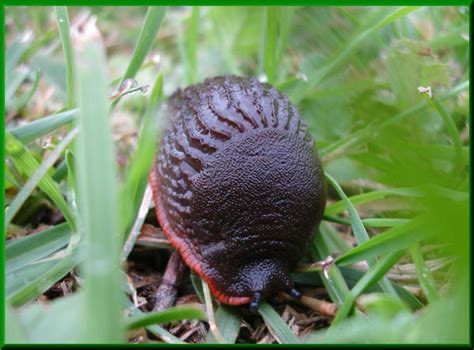 Incredibly thick slug