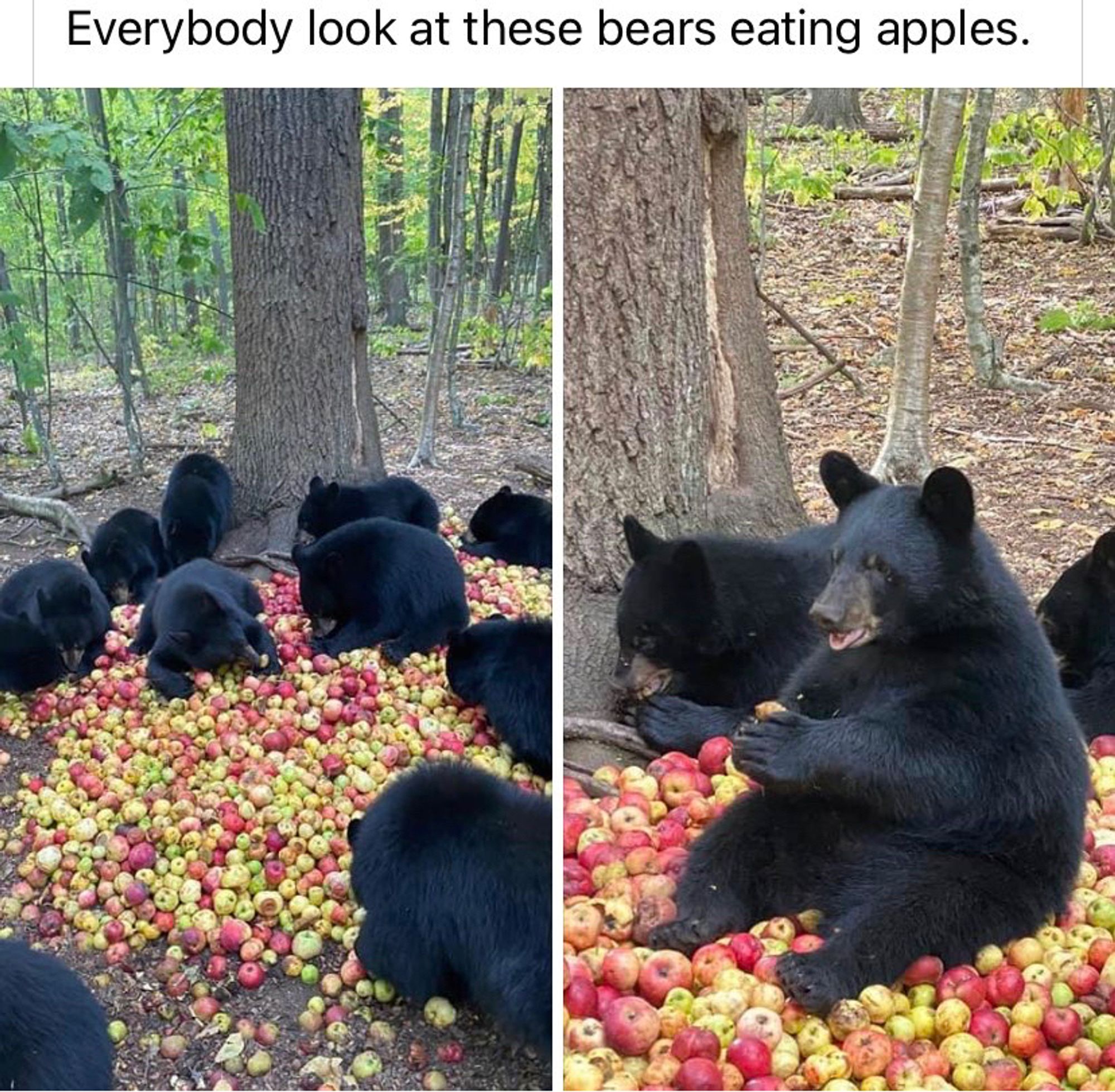 A bunch of black bears happily eating apples