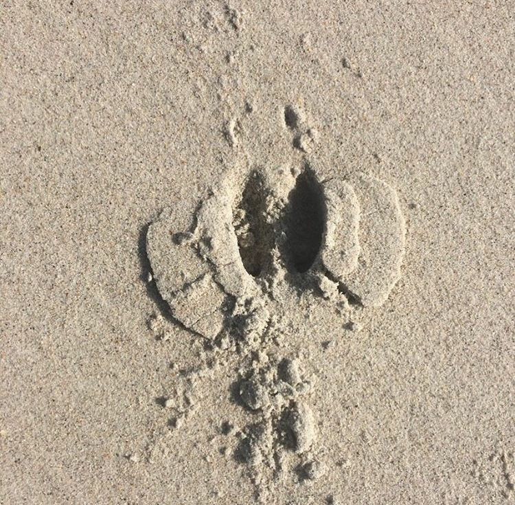 A single deer hoof print in sand 