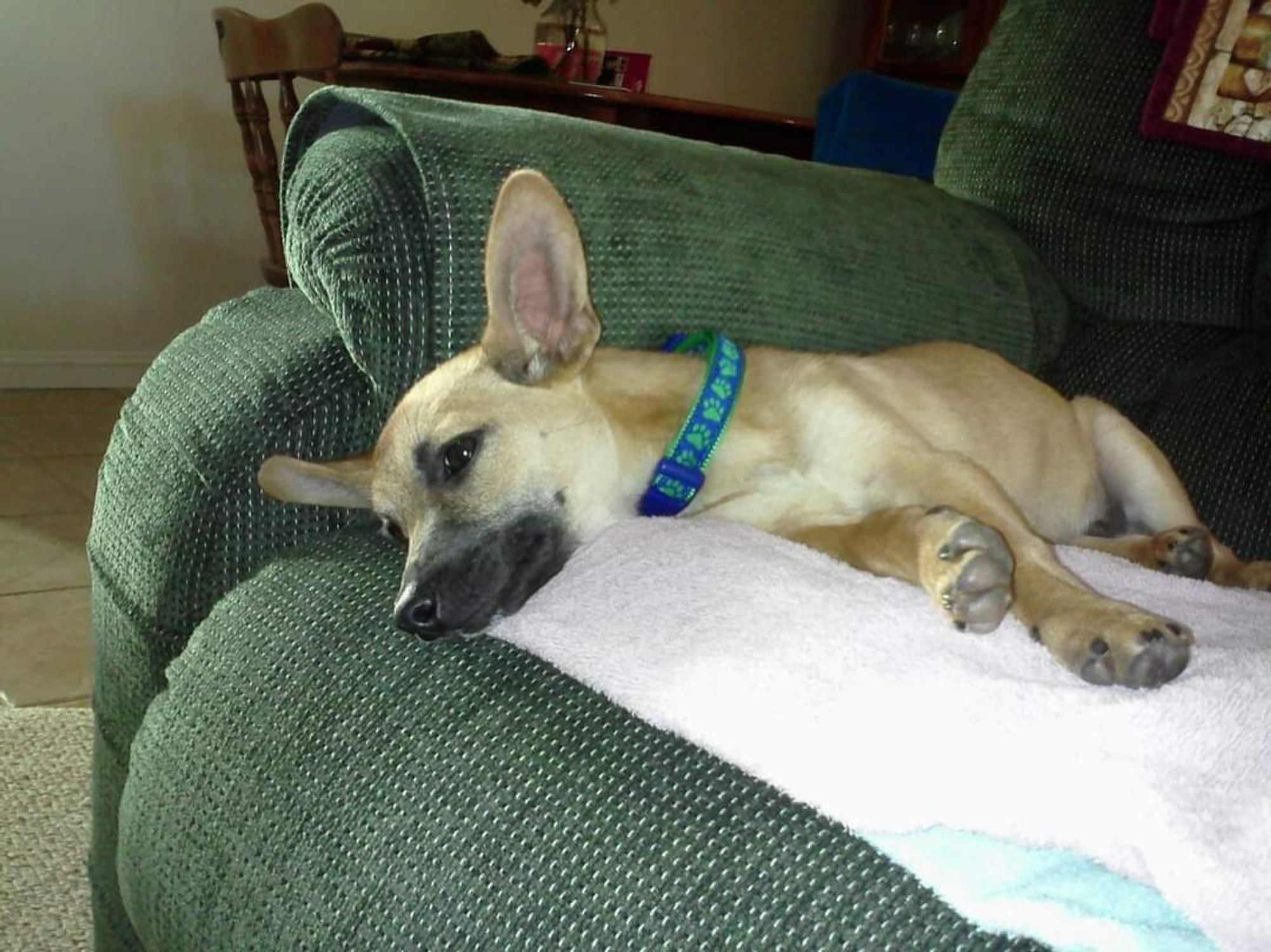 Chihuahua mix puppy fighting a nap while on couch on his gotcha day.