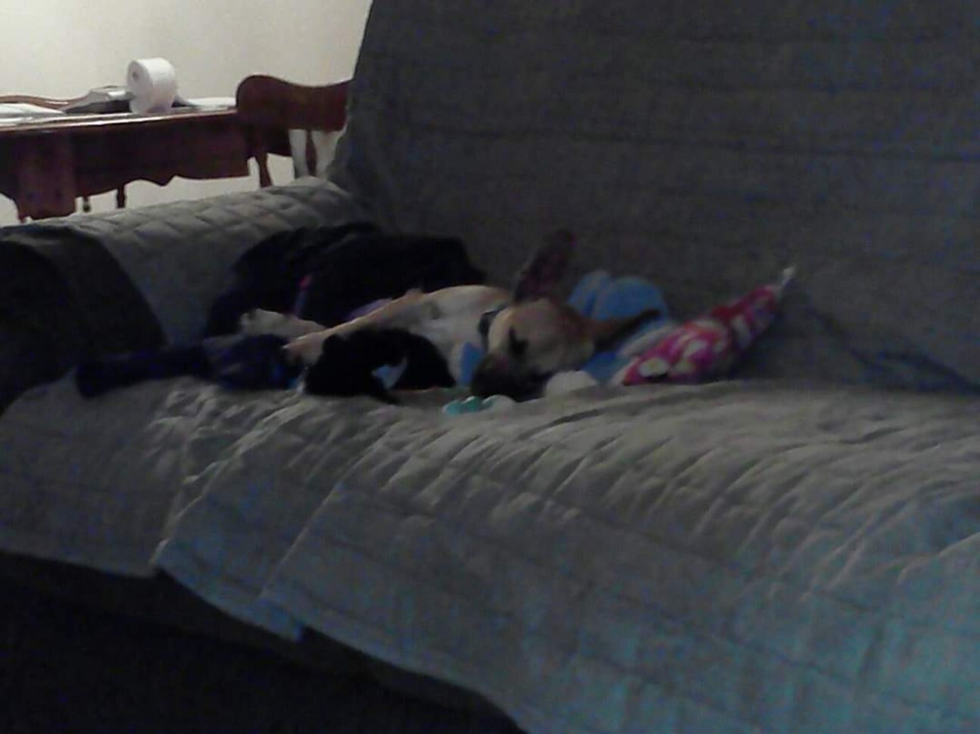 Chihuahua mix puppy sleeping on a couch with lots of toys.