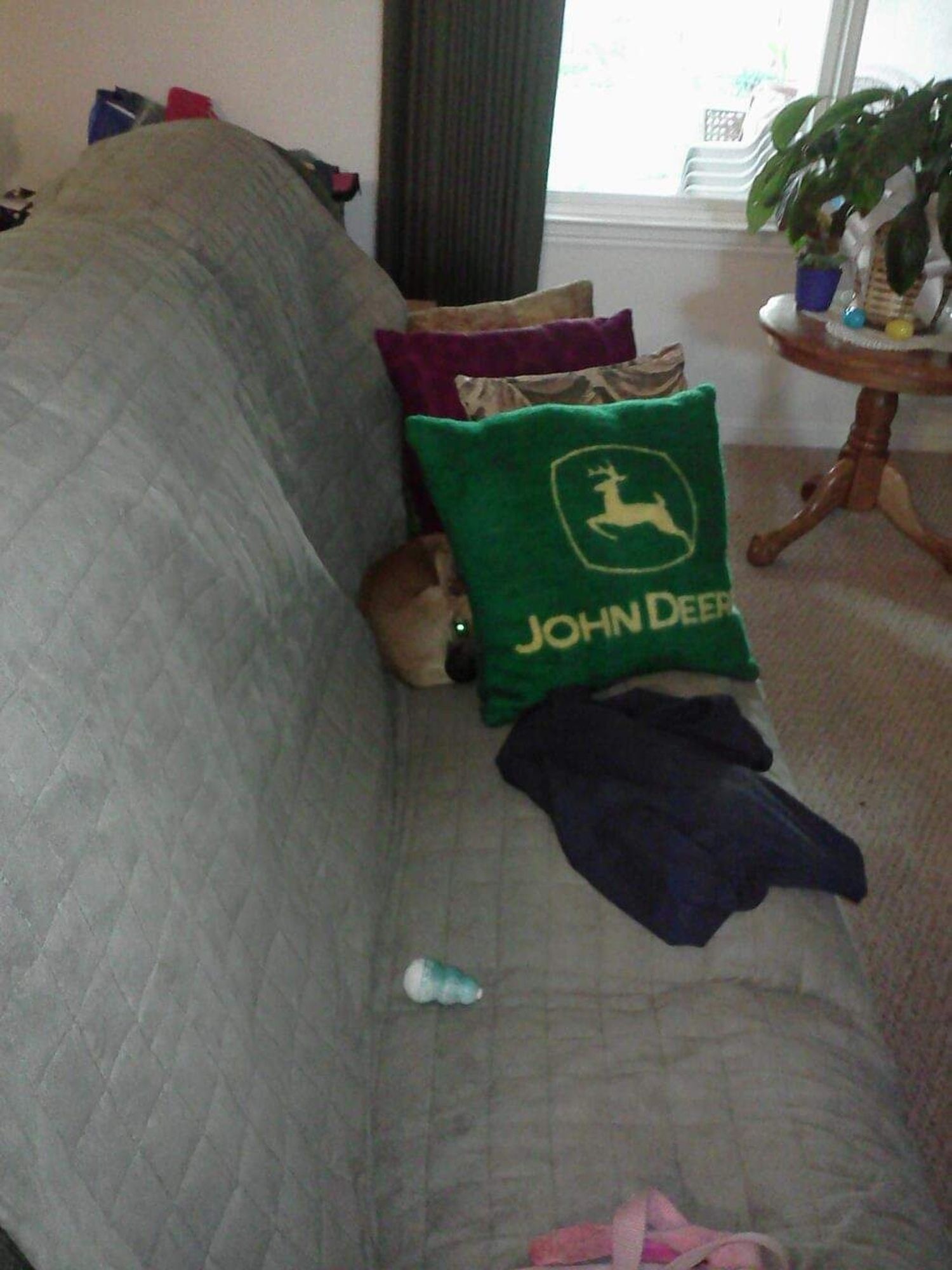 Chihuahua mix puppy sleeping behind a bunch of pillows on couch.