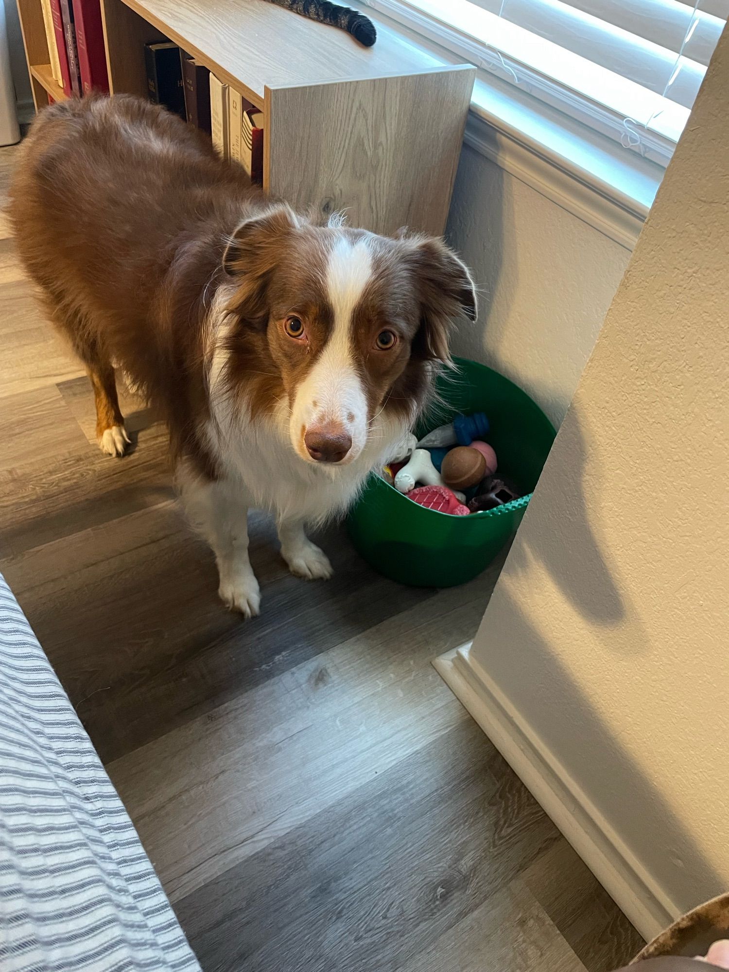 A red and white Australian shepherd dog standing next to a green plastic bucket full of her toys