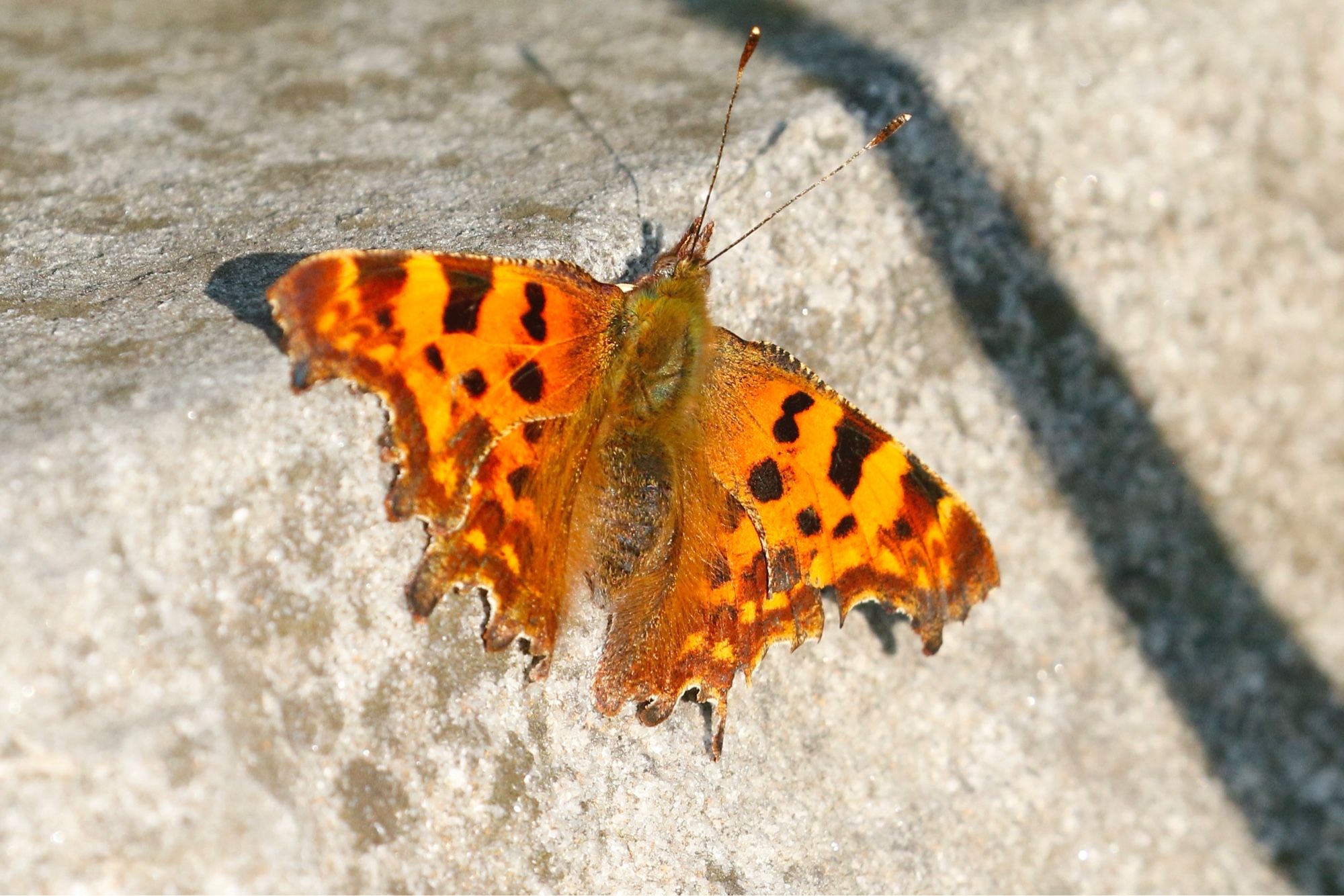 Comma on a garden stone wall.