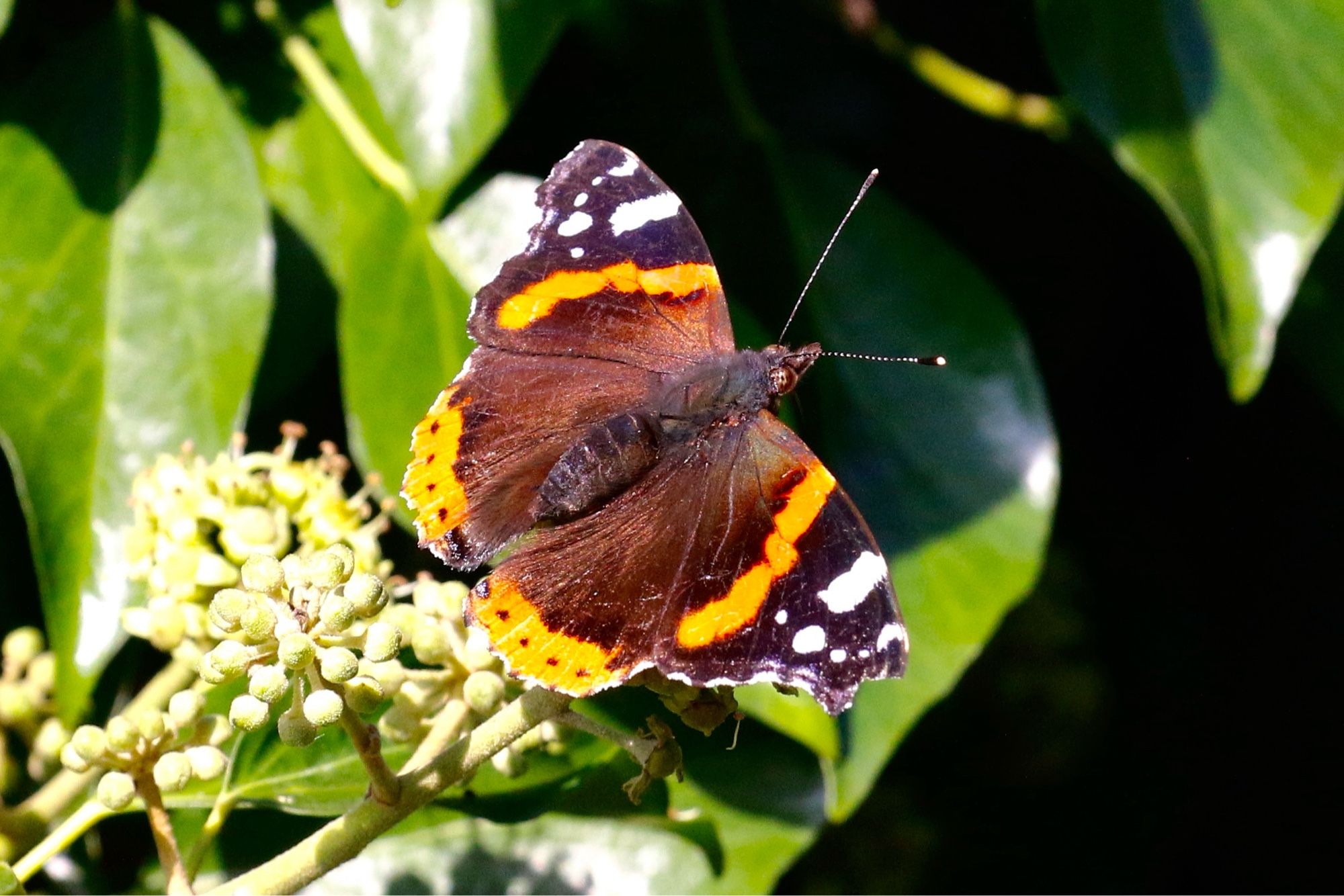 Red Admiral on an ivy.