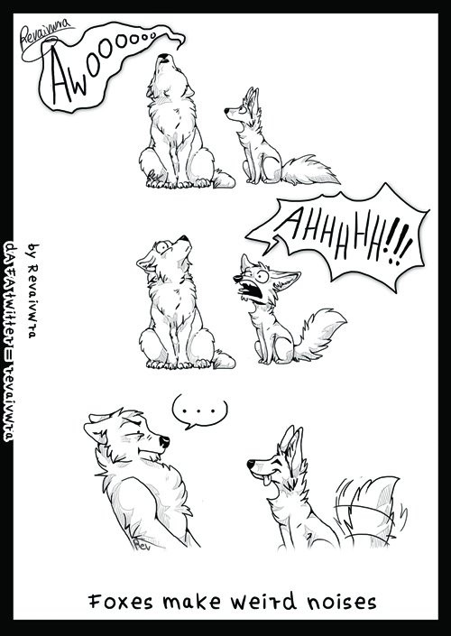 Comic of a wolf howling majestically, then a fox strangely proud of screaming foxily.  The caption is "foxes make weird noises."