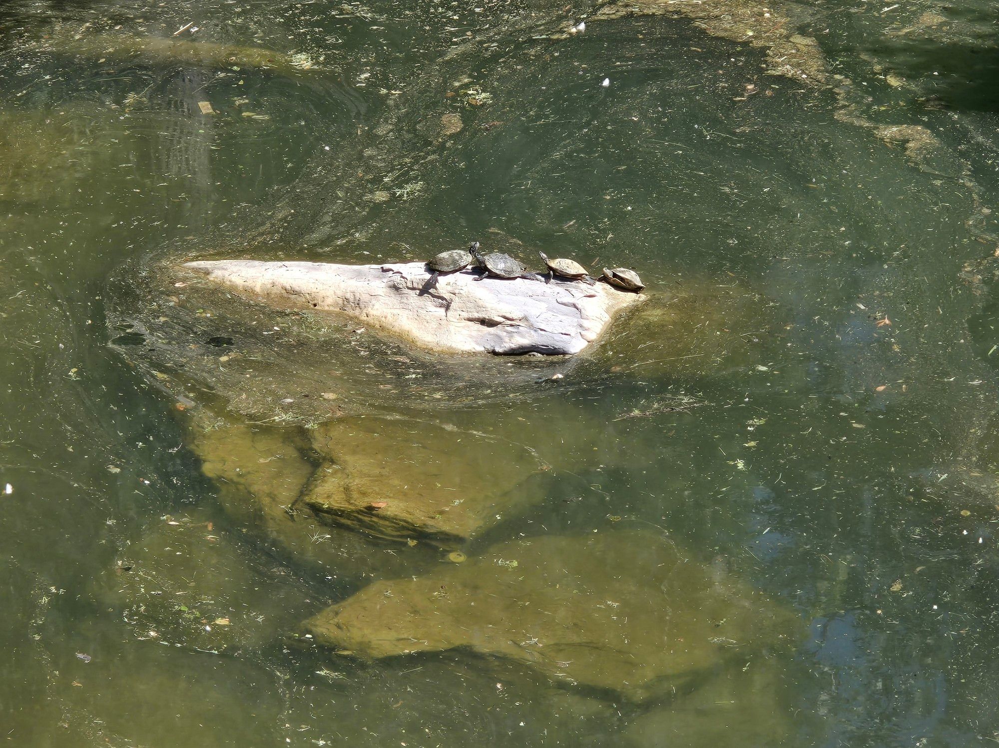 4 turtles in a row on a stone in the midst of some very dirty water