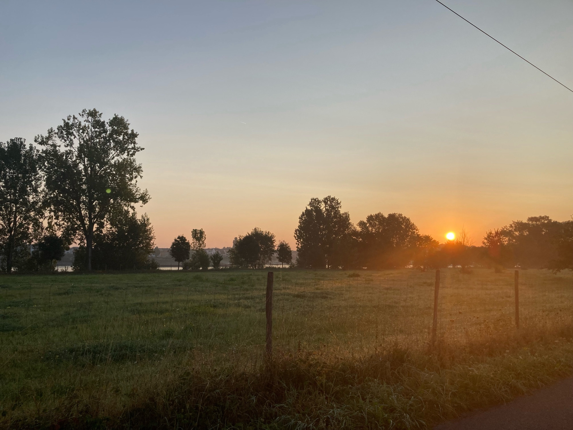 Zwischen den Bäumen geht die Sonne auf. Hinter der Baumreihe sieht man den Rhein. Vorne eine Wiese und ein Zaun.