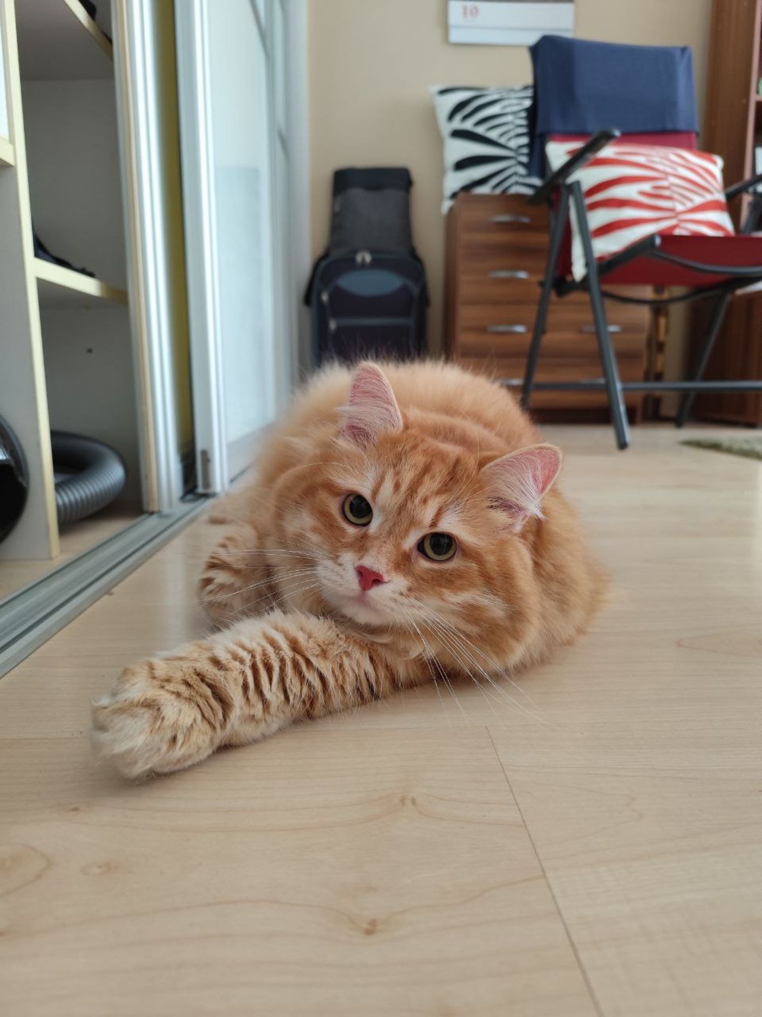 Photo of my orange siberian cat laying on the floor