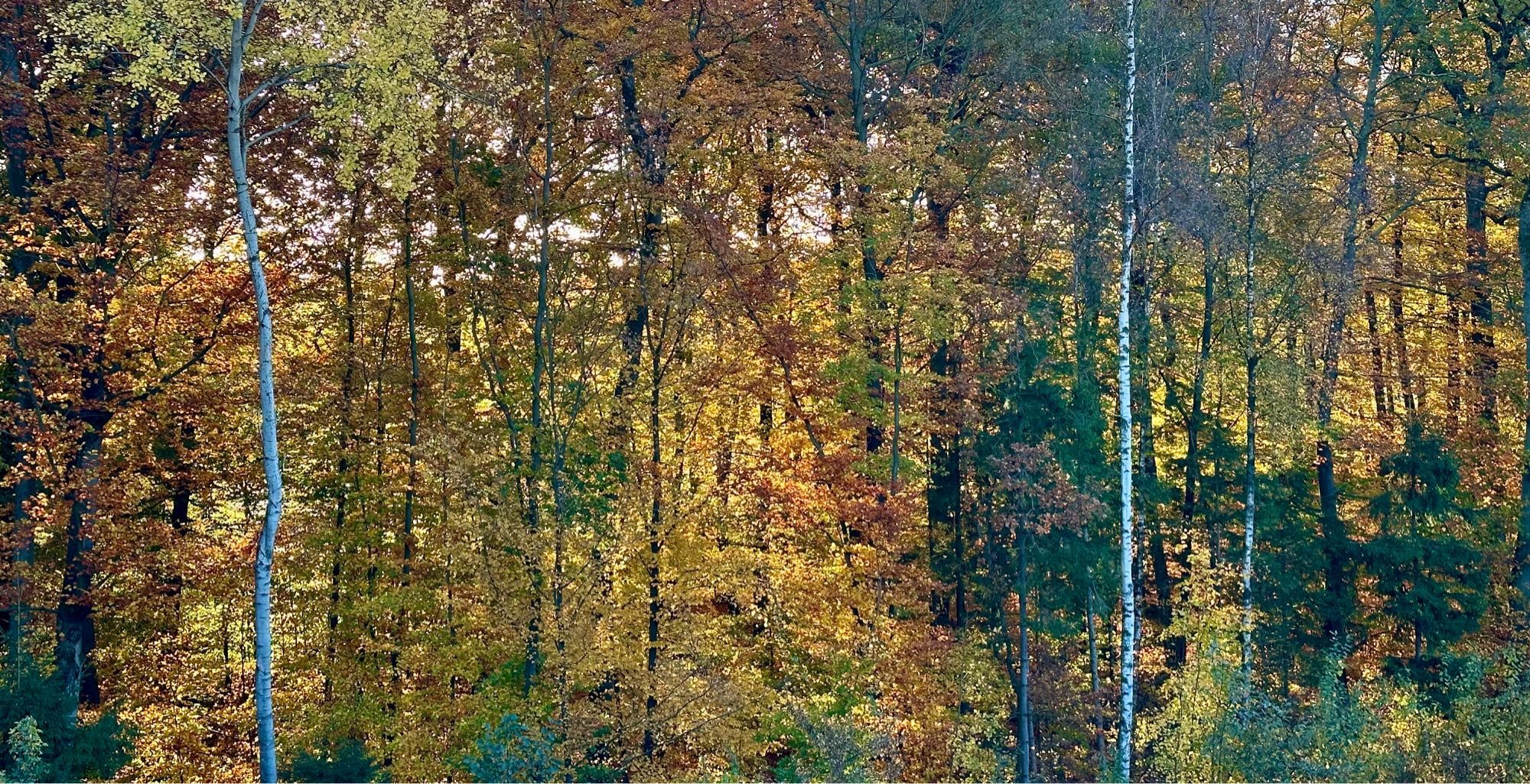 Gegenlichtaufnahme eines herbstlich verfärbten Mischwaldes bei Sonnenaufgang. Die Blätter leuchten golden im frühen Licht.