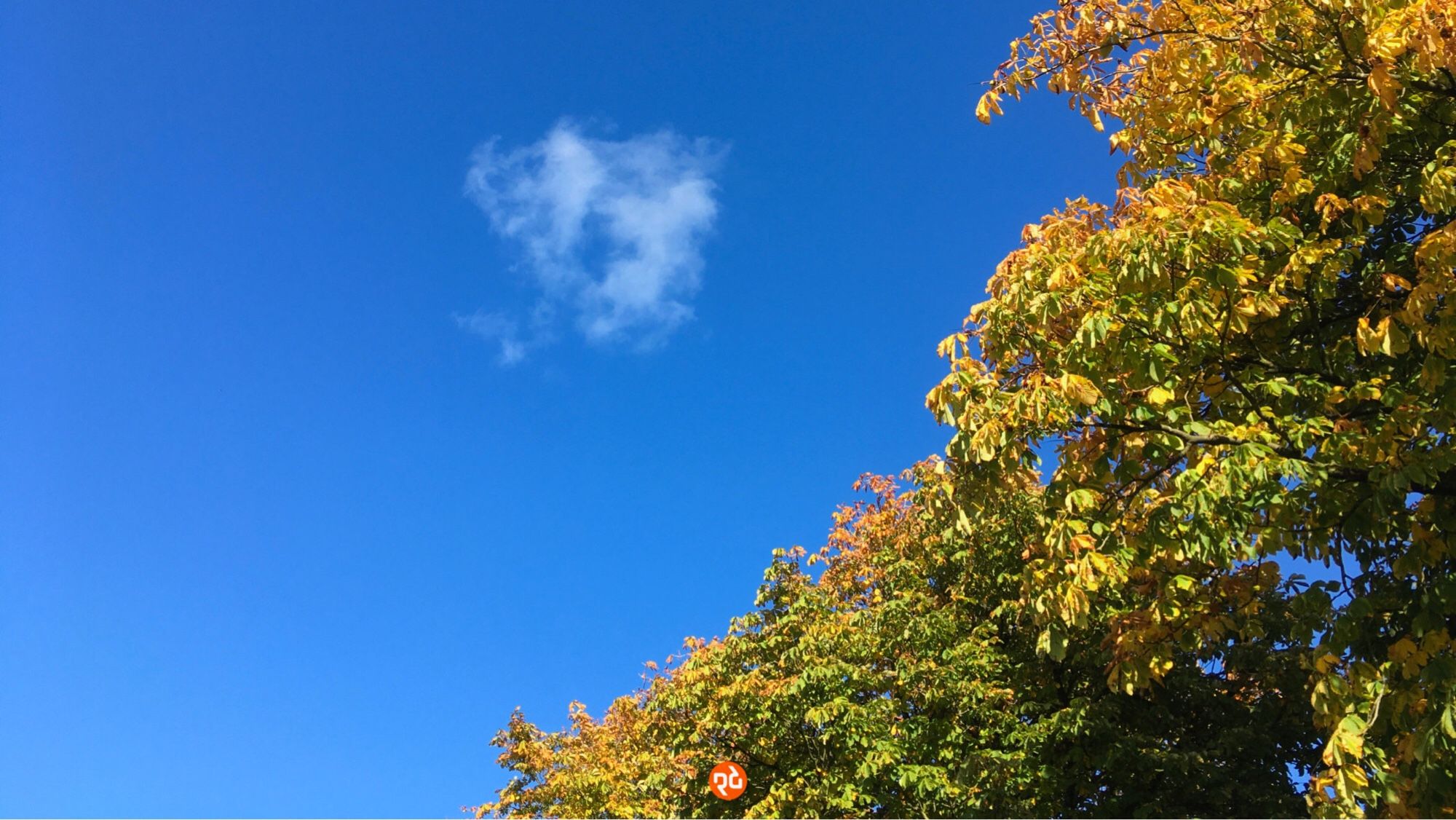 Farbfoto, Querformat: Eine kleine weiße, sich auflösende Wolke vor strahlend blauem Himmel. Rechts im Bild ein herbstlich bunter Laubbaum.