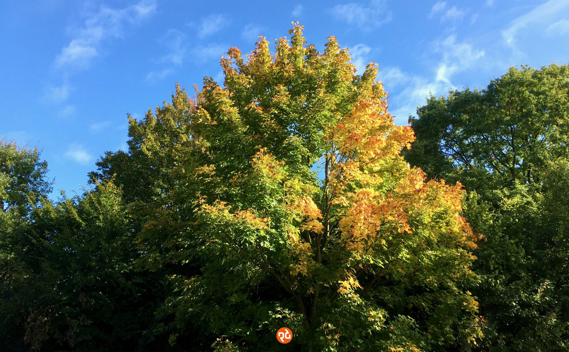 Farbfoto, Querformat: Baumkronen mit buntem Herbstlaub vor leicht verschleiertem blauen Himmel.